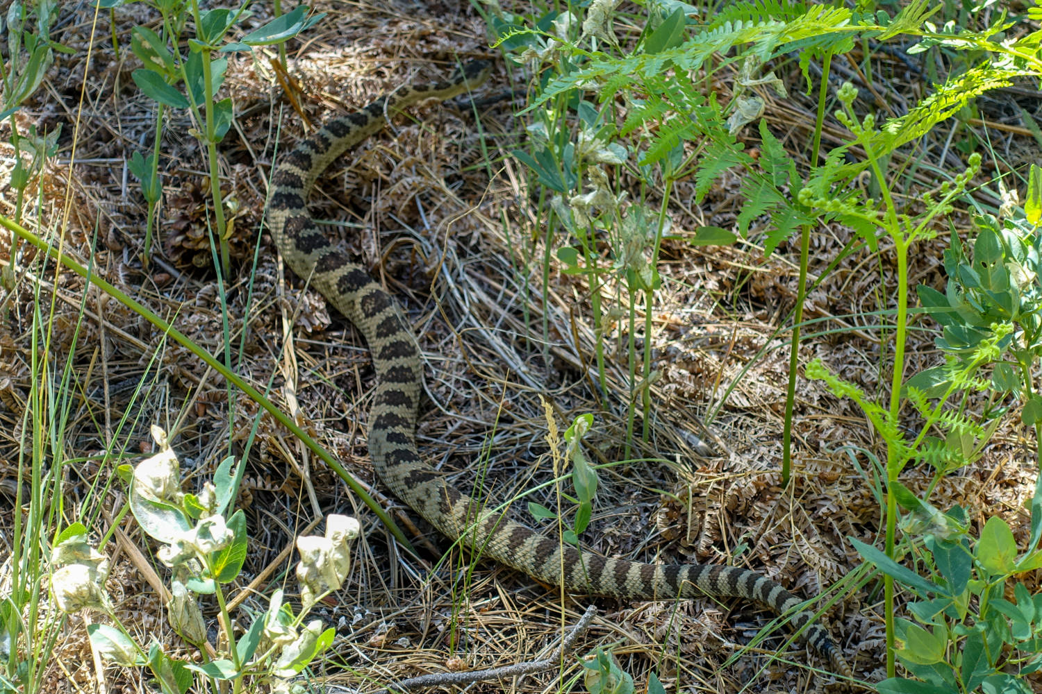 a snake in zion national park