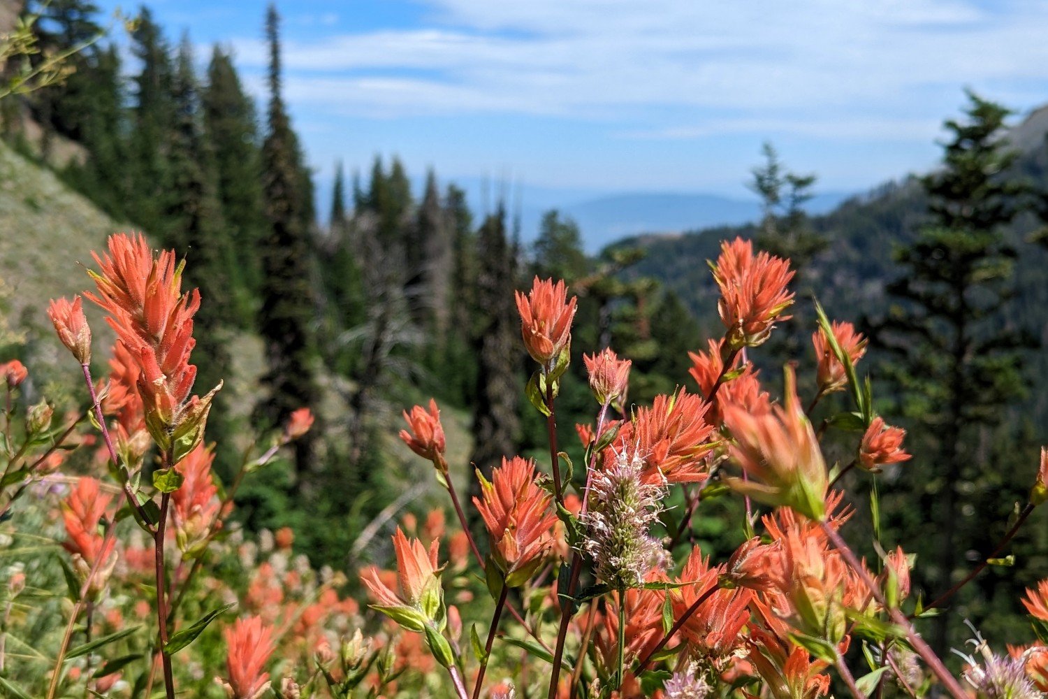 wildflower called the paintbrush in bright orange in eastern oregon