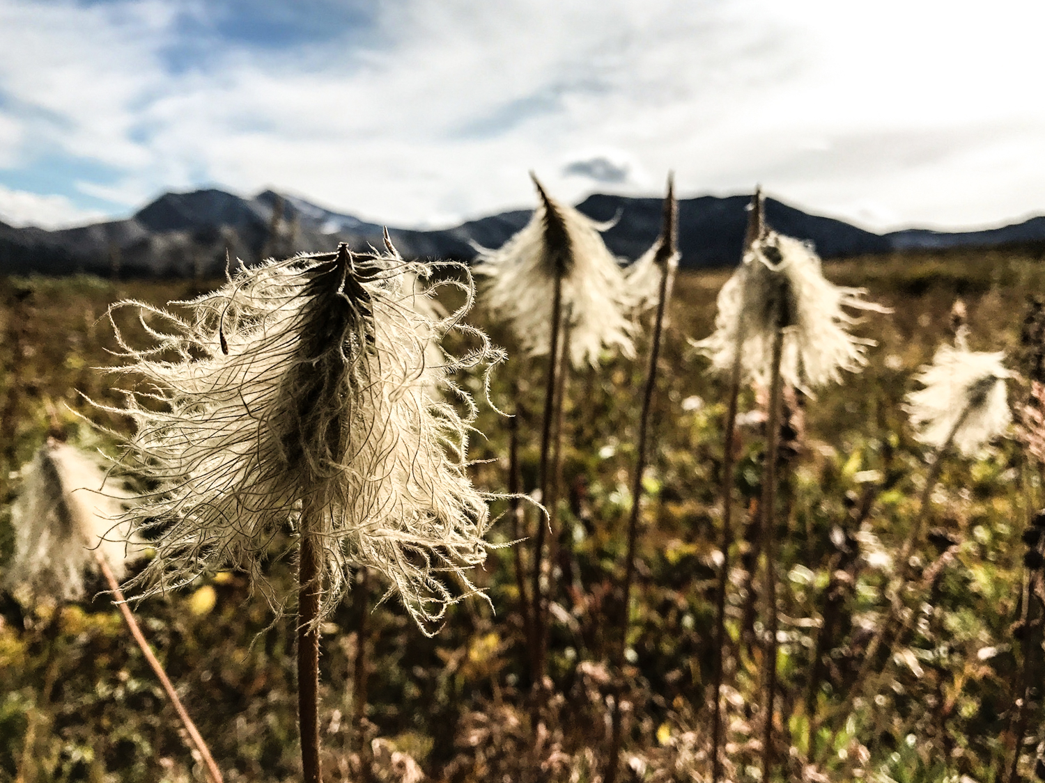 western pasque flower in the alpine in jasper national park