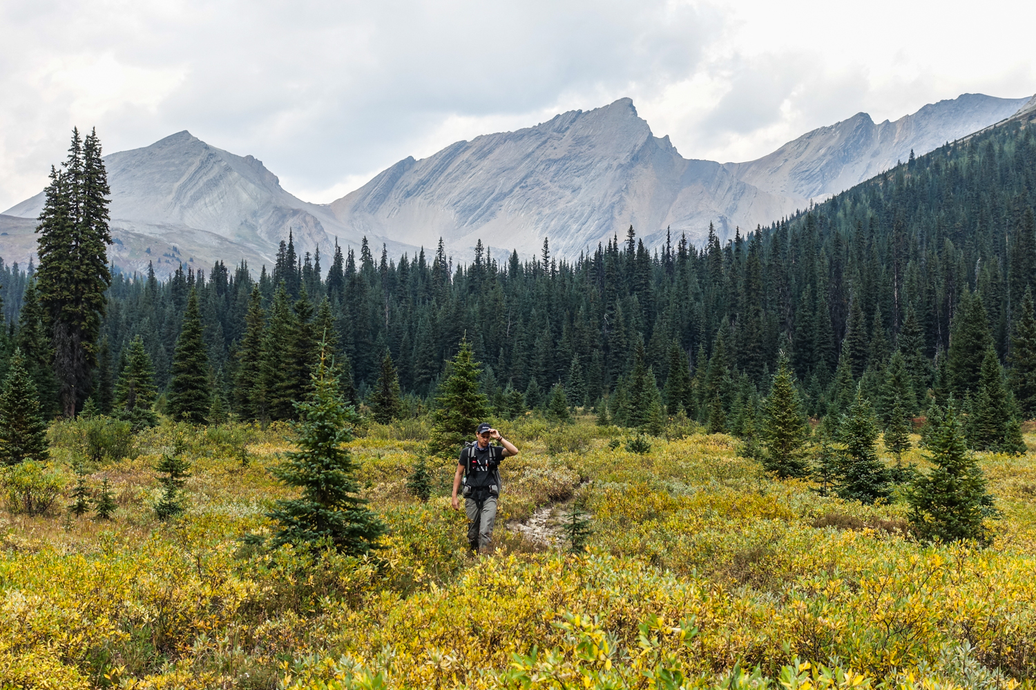 backpacker in a yellowing alpine meadow