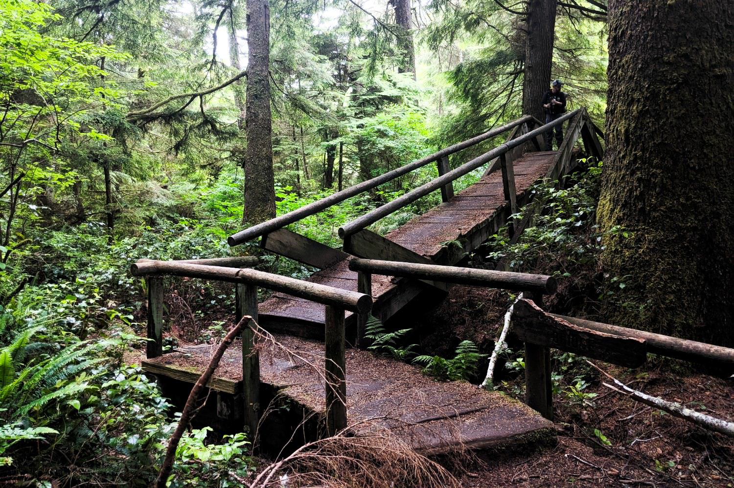 A dark wood bridge cuts through a lush green forest.