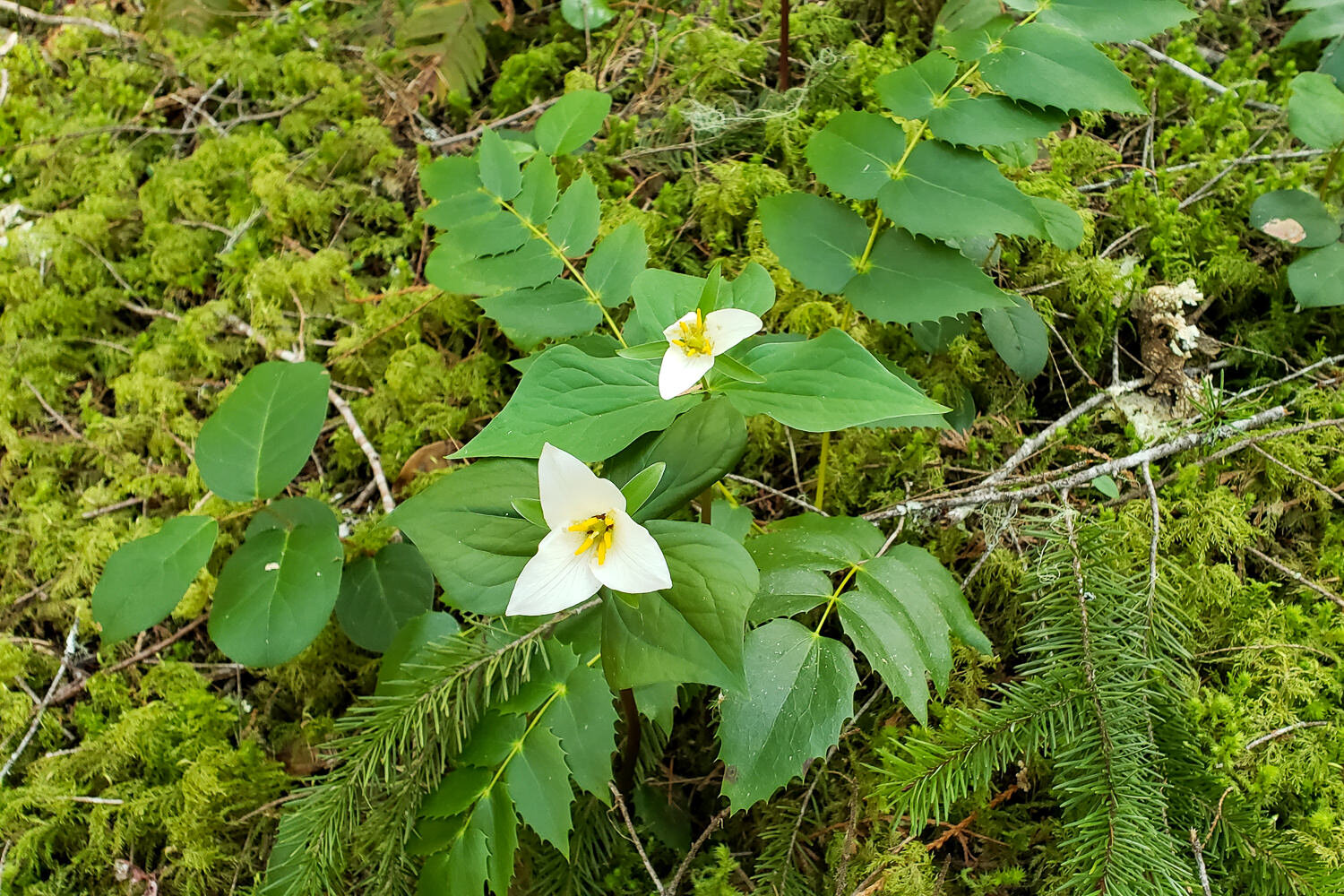 oregon grape, moss, and trillium on the forest floor along the mckenzie river trail