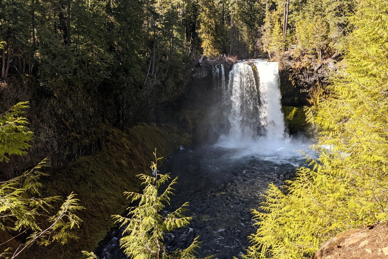 waterfall in oregon on the mckenzie river trail