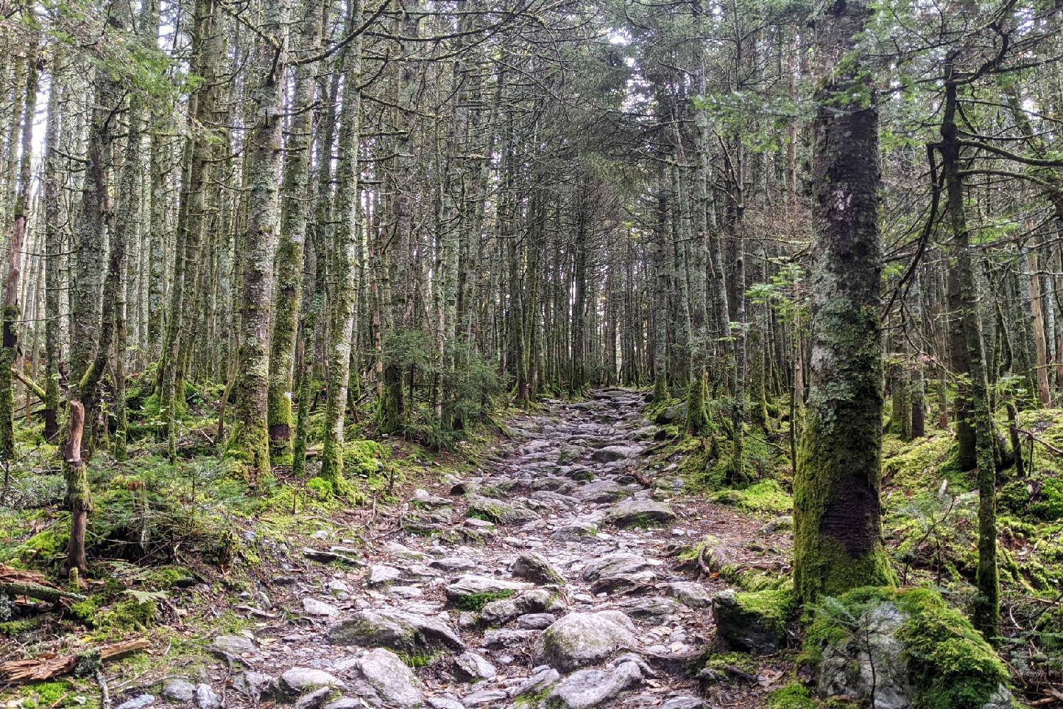 a wet and rocky trail in a moss covered forest