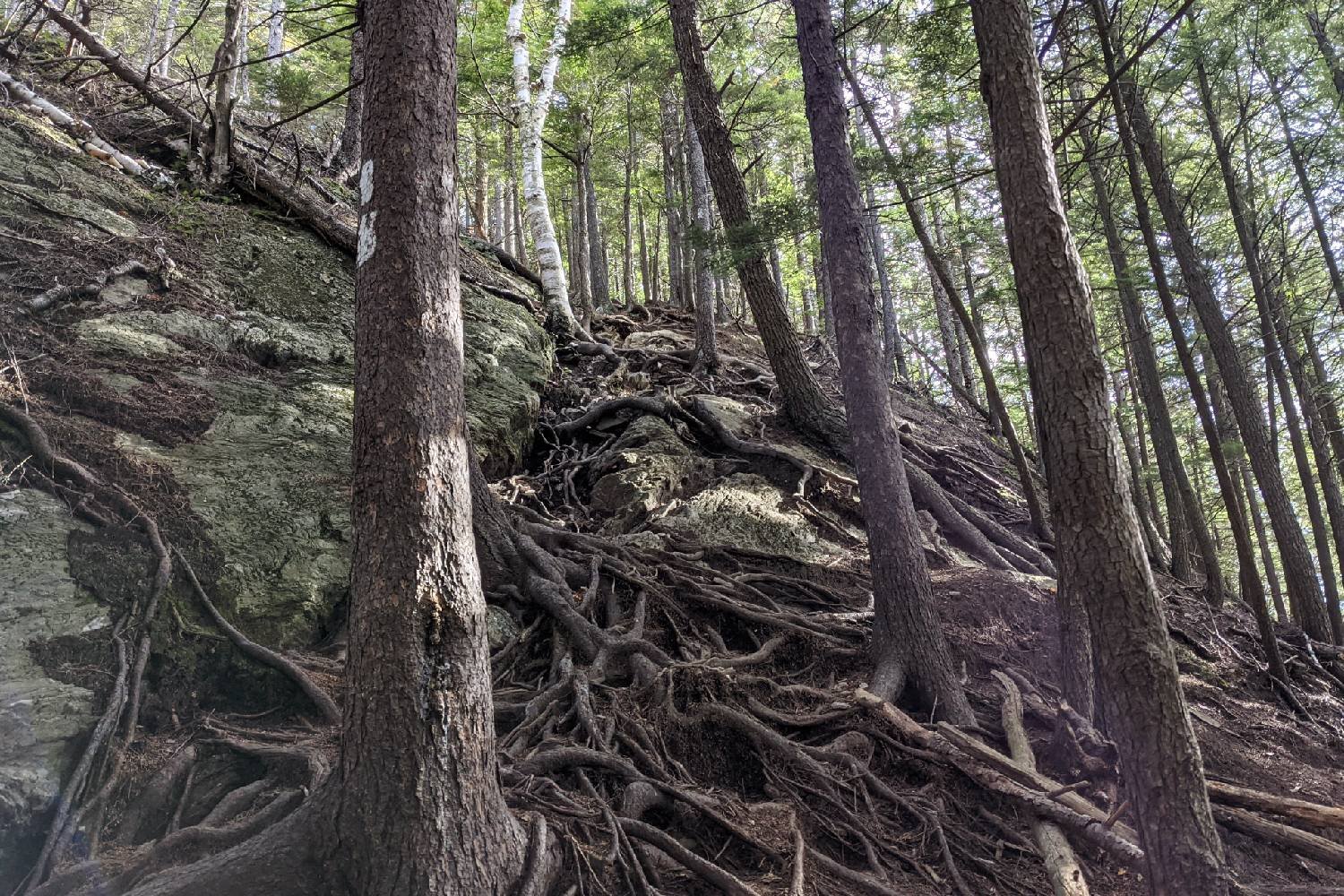 trail consisting of exposed roots of a forest.