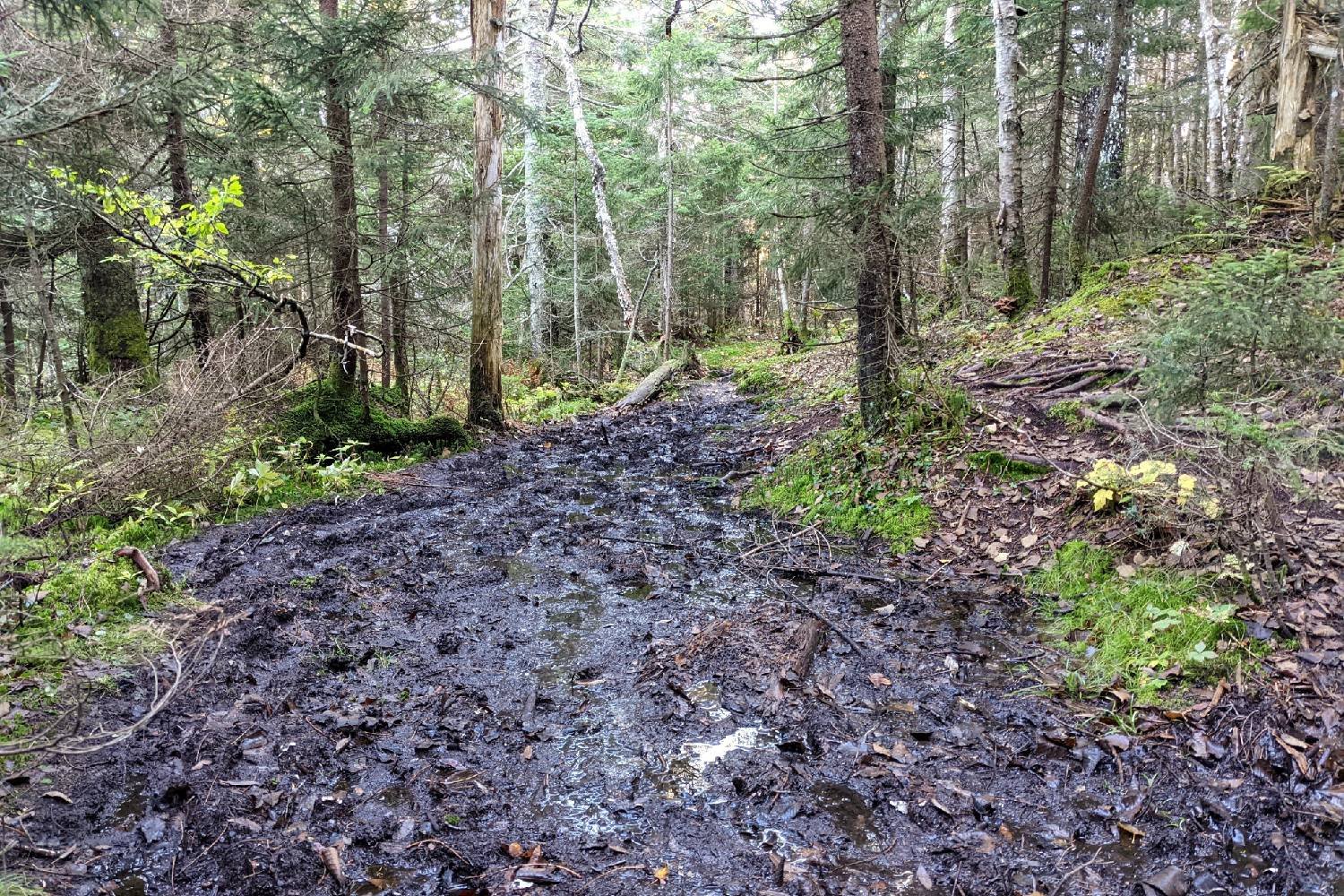 wet and muddy trail on the long trail in vermont