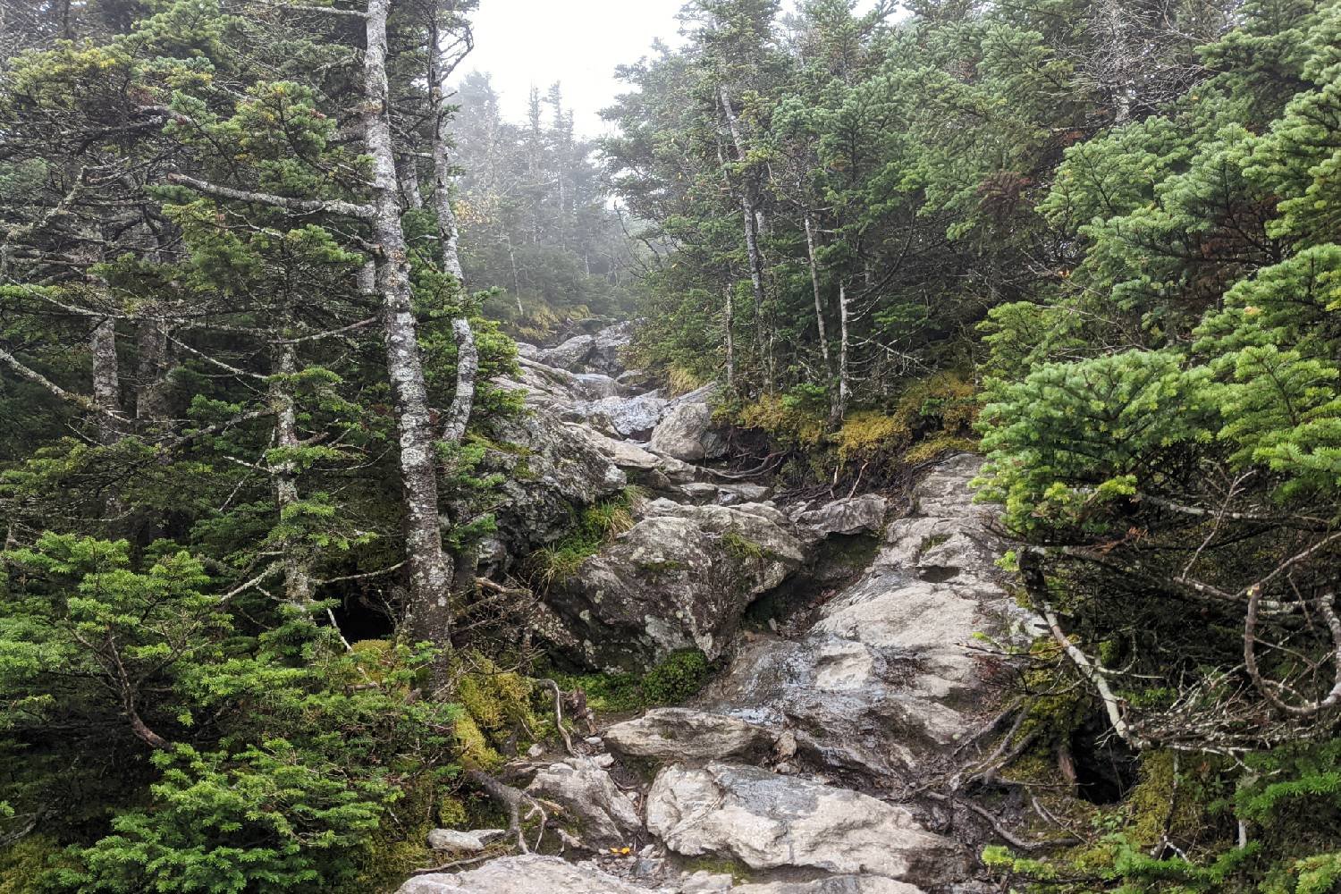 trail climbing rocks and roots between the trees on a foggy day on vermont's long trail.