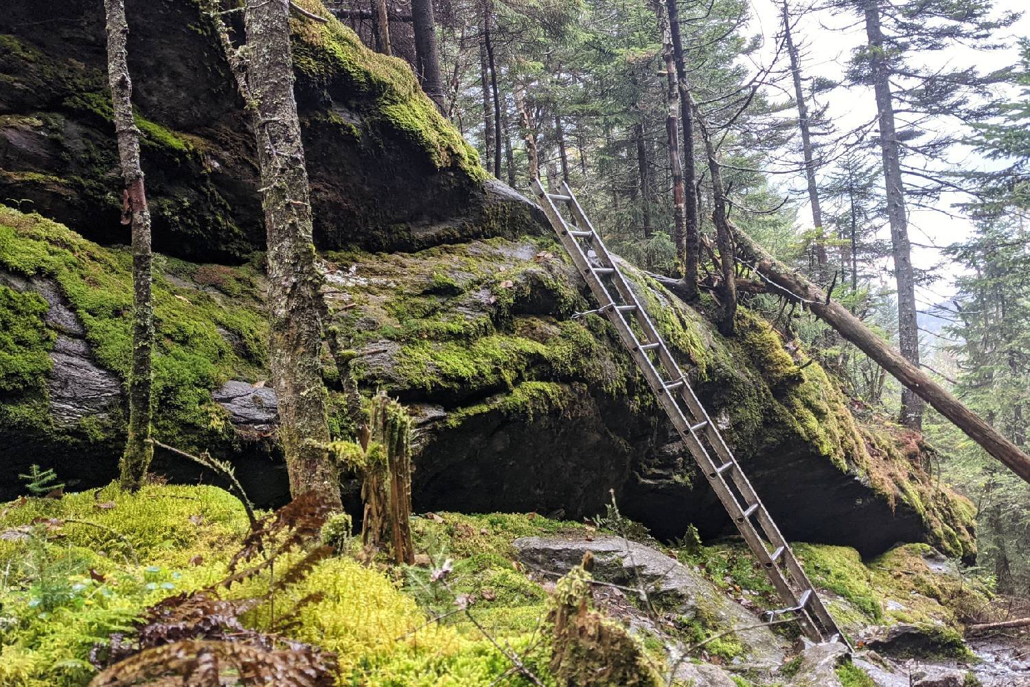 moss covered ground with a ladder to climb to get above a rocky ledge on vermont's long trail.