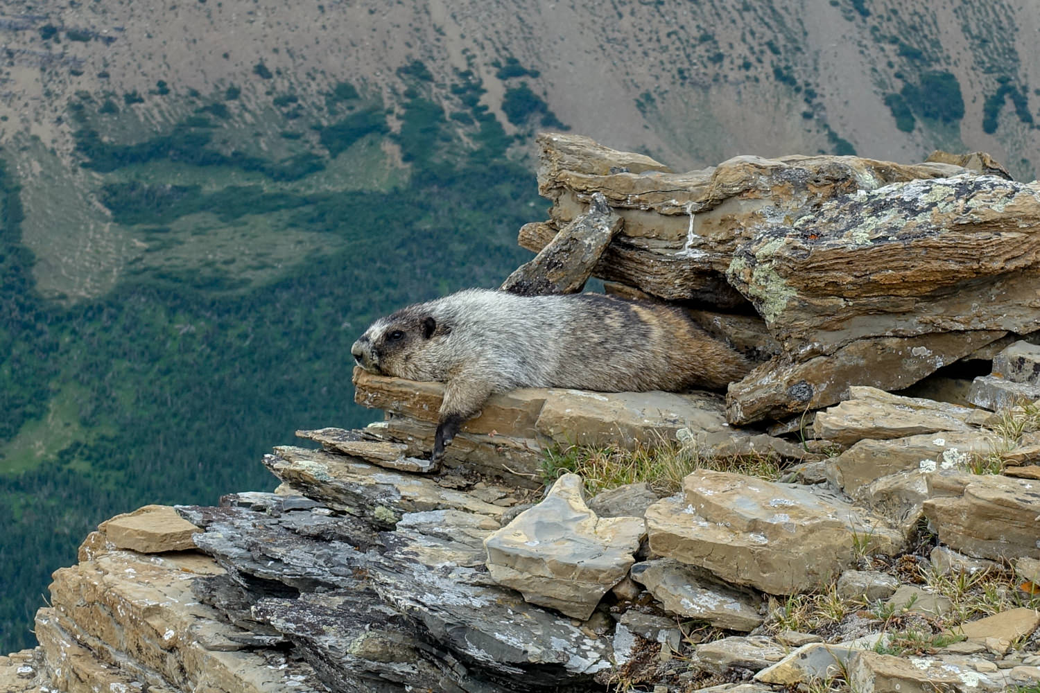 marmot sleeping on a rocky ledge high up in glacier national park