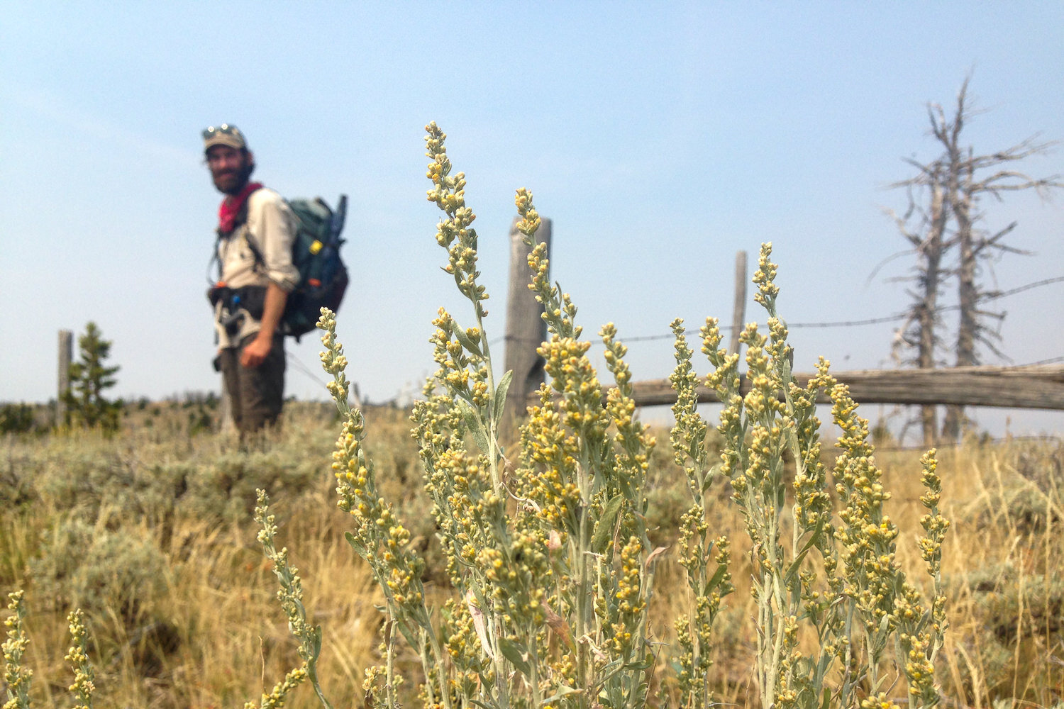 yellow flowers, a fenceline and CDT thru-hiker on a sunny day.