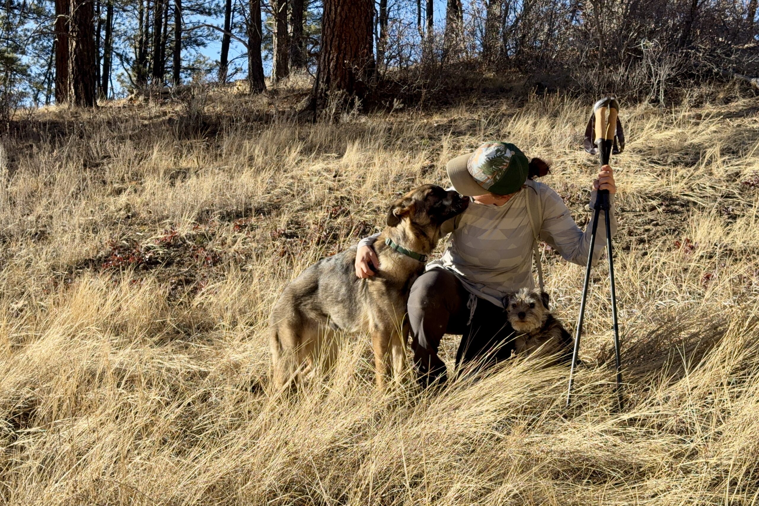 A person is kneeling in the grass holding two trekking poles. They are interacting with a German Shepherd Dog and there is a small dog on their other side.