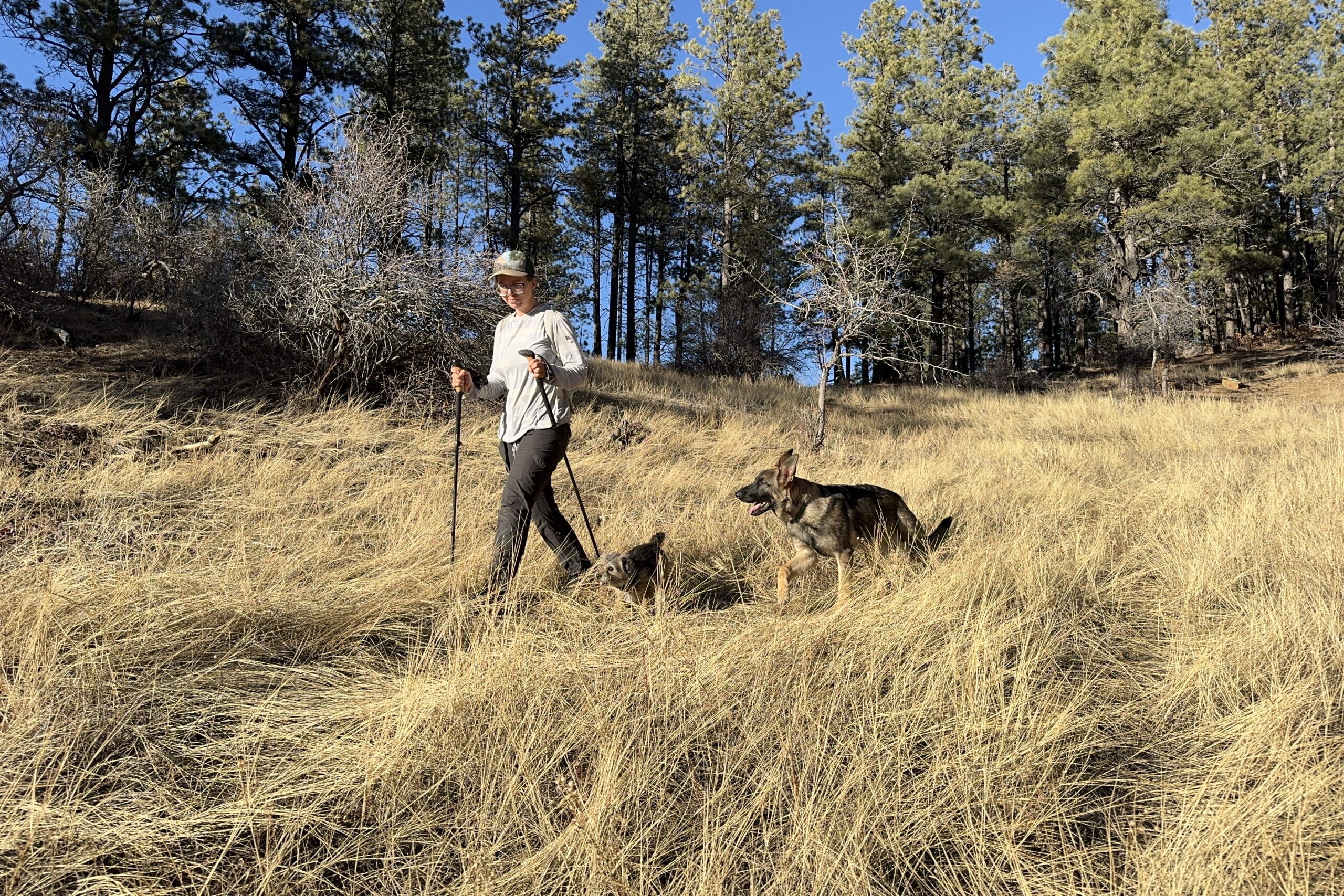 A person using trekking poles is walking through a field on the edge of a forest. Two dogs, one large and one small, are following them.