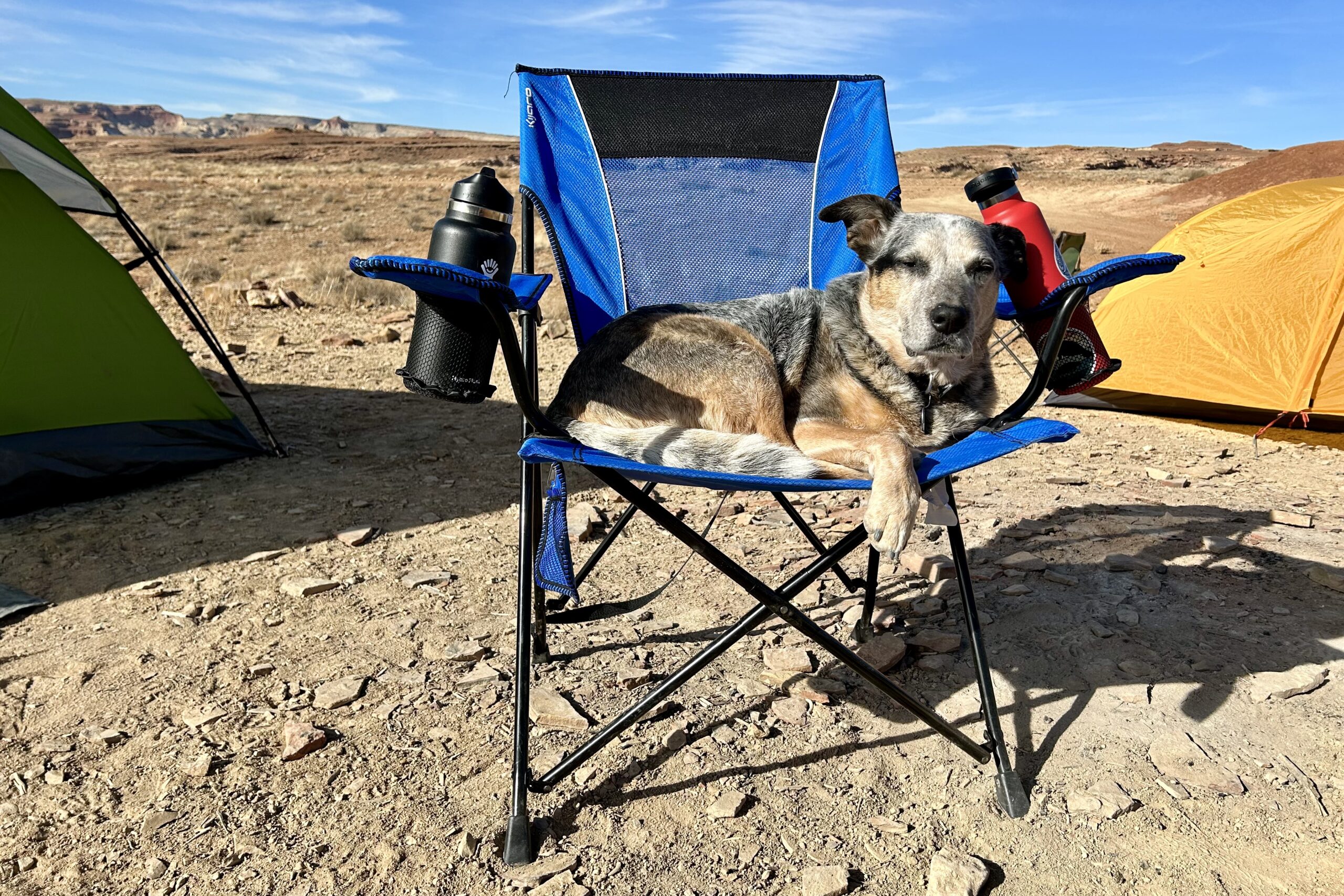 A dog sitting in a camping chair with a water bottle in each cupholder.