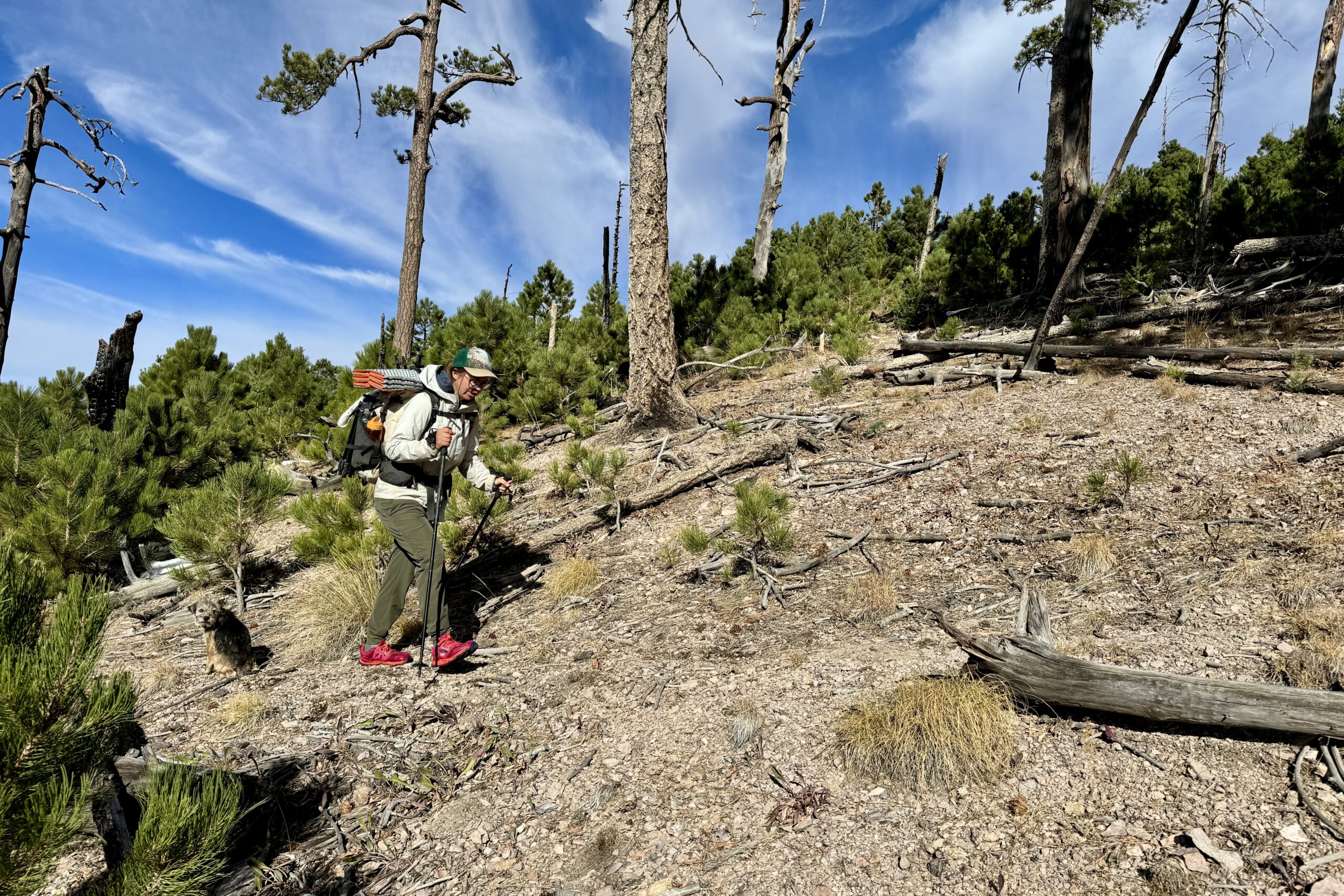 A person wearing a pack is using trekking poles to walk uphill through a forest.