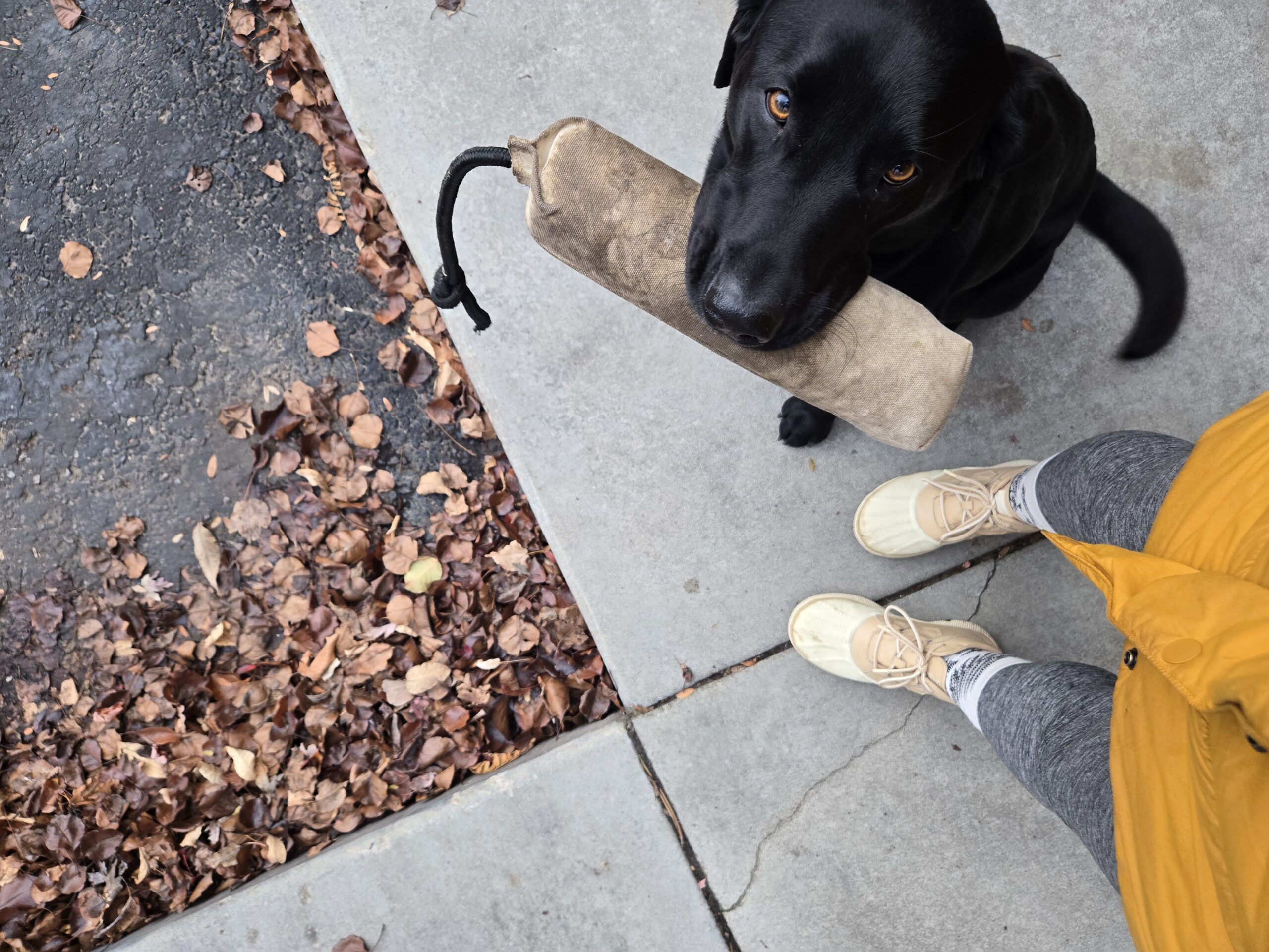 view looking down at person's shoes with a dog looking up with a toy in their mouth