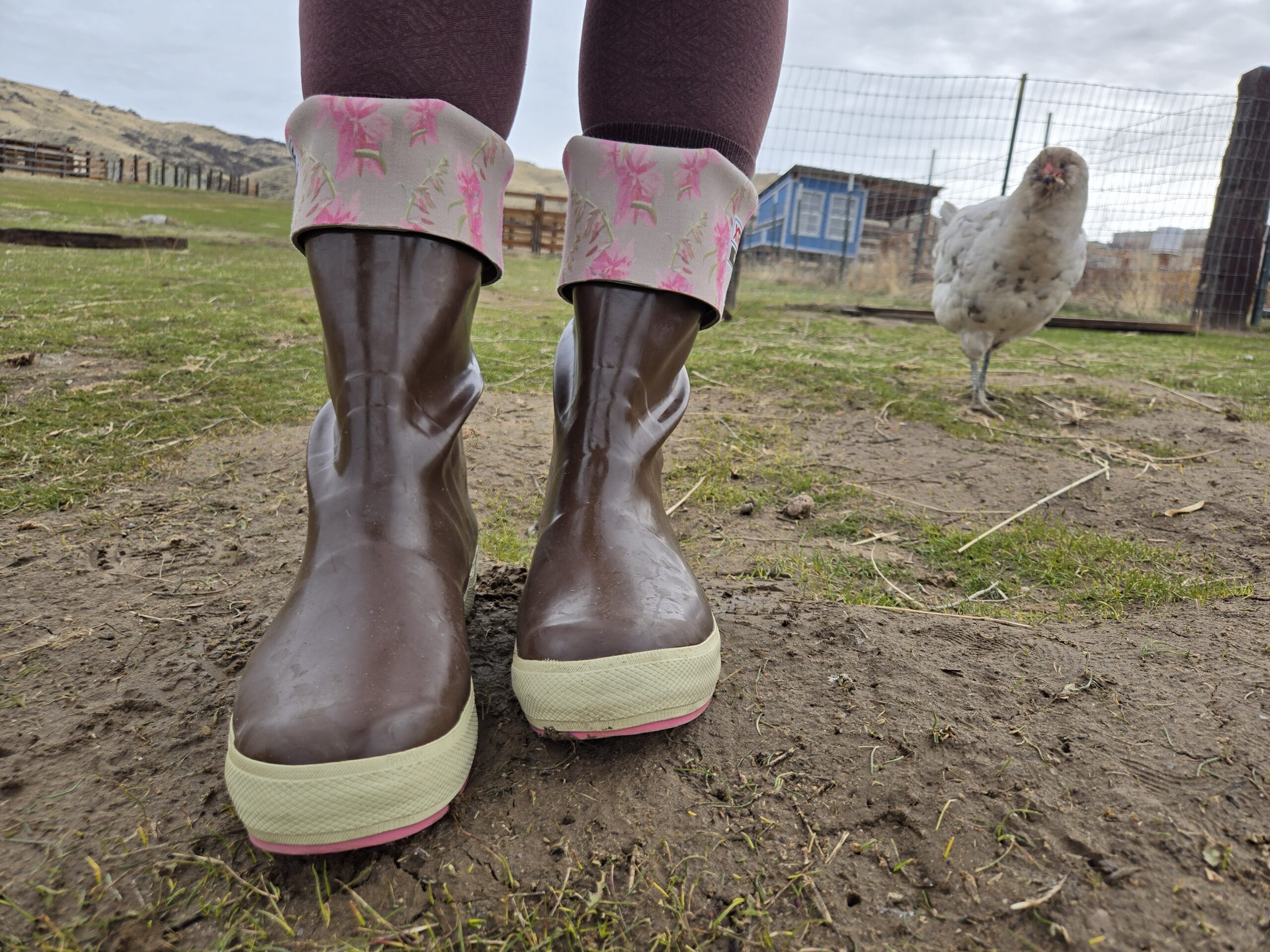 front view of the xtratuf legacy boot with a hen in the background