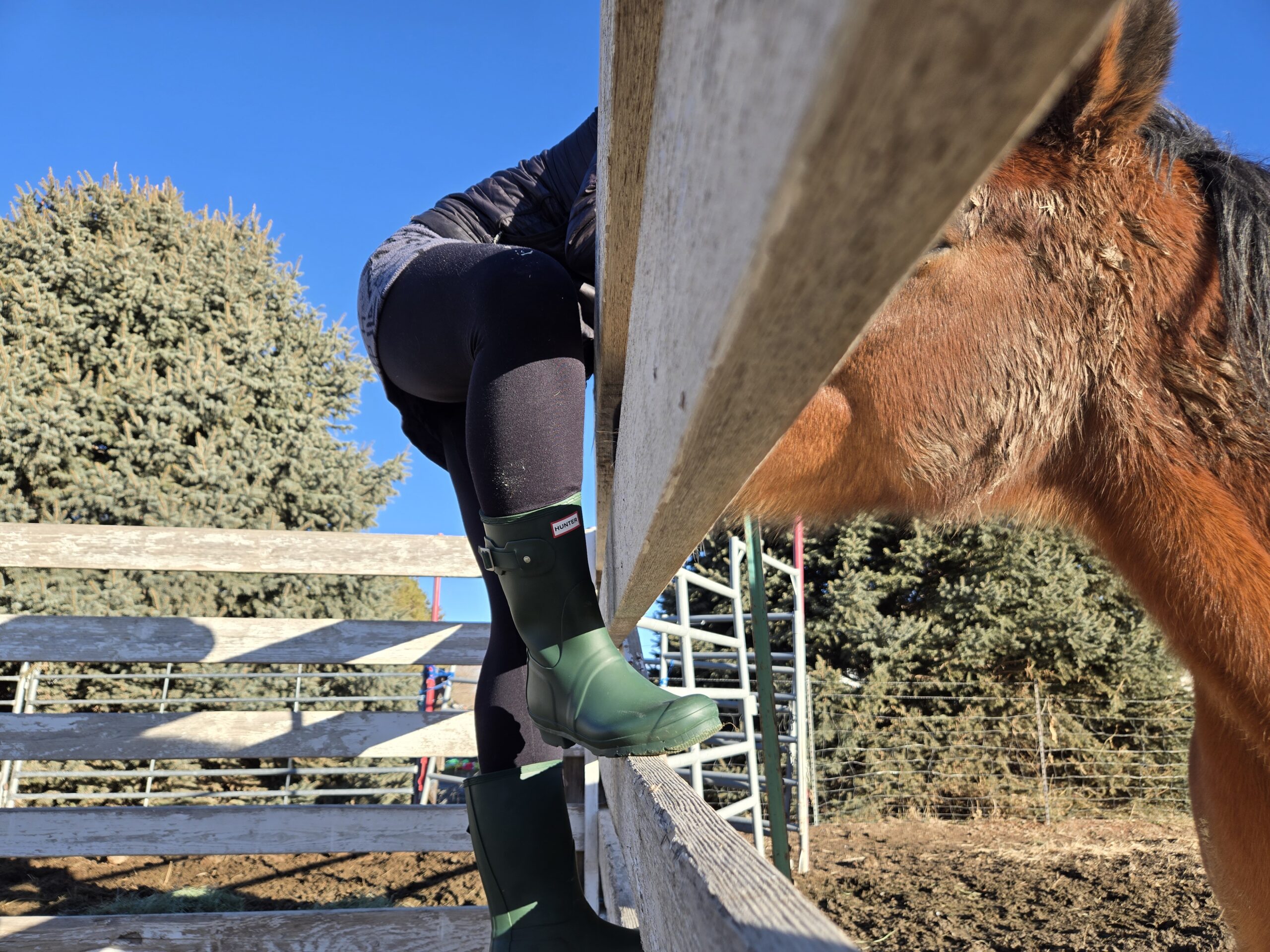 someone wearing the Hunter Boots Short while standing on a fence to pet the horse
