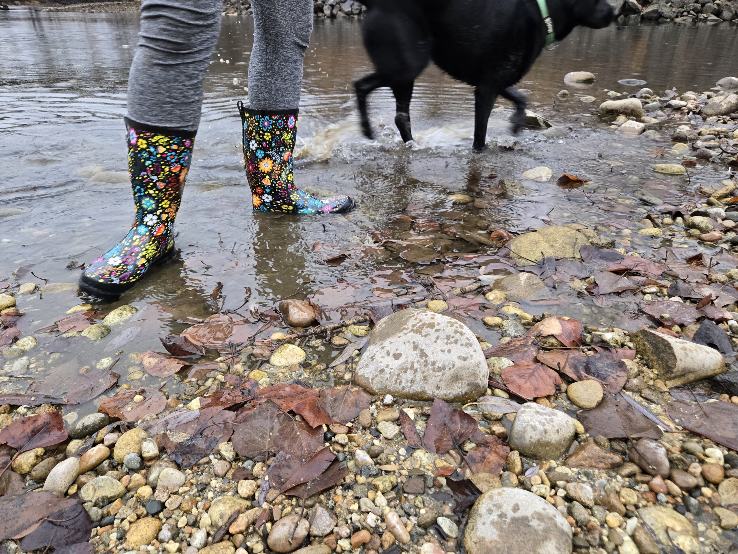 a women with her dog in western chief rain boots