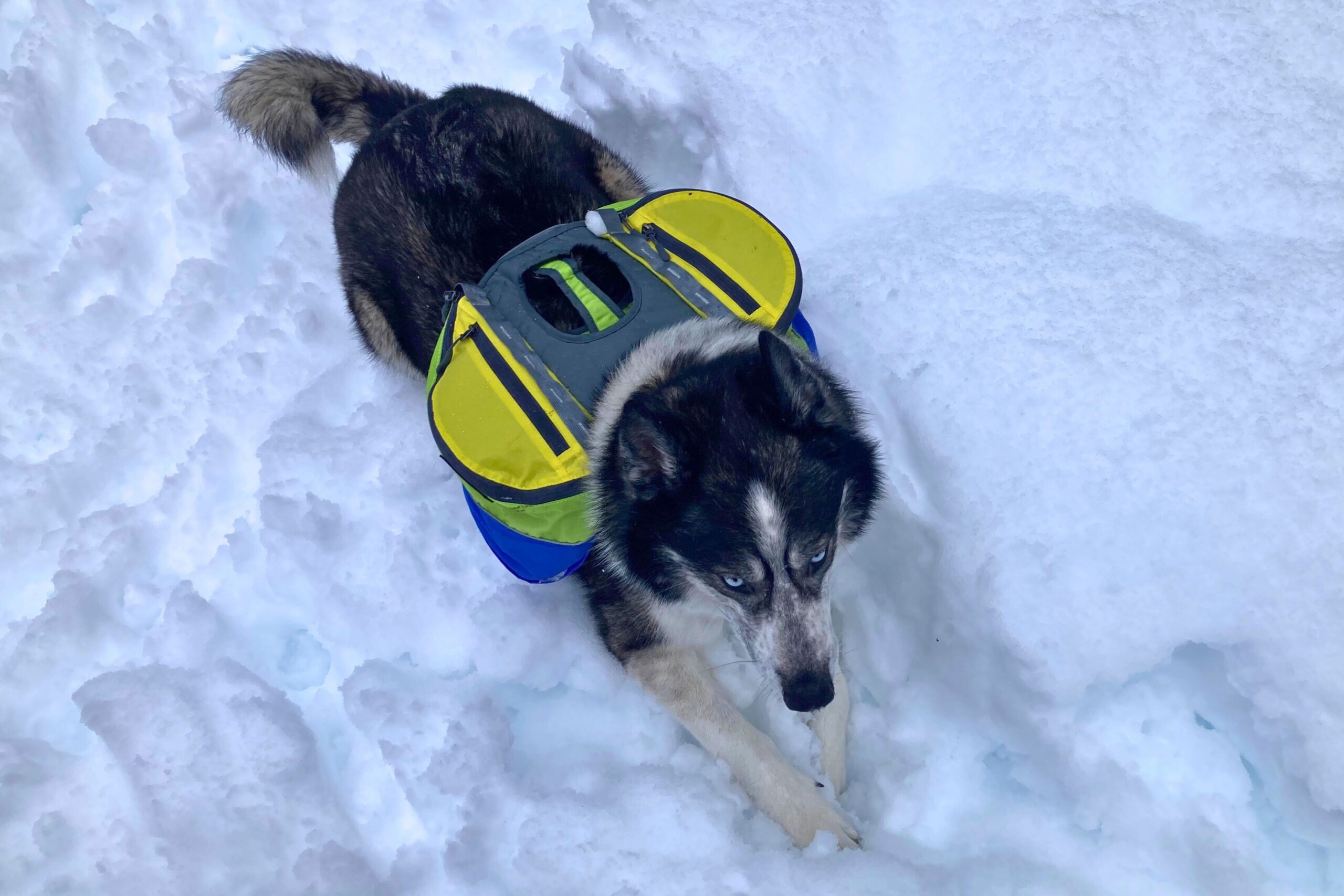 A husky wearing the AlphaPak Adventurer backpack in the snow.
