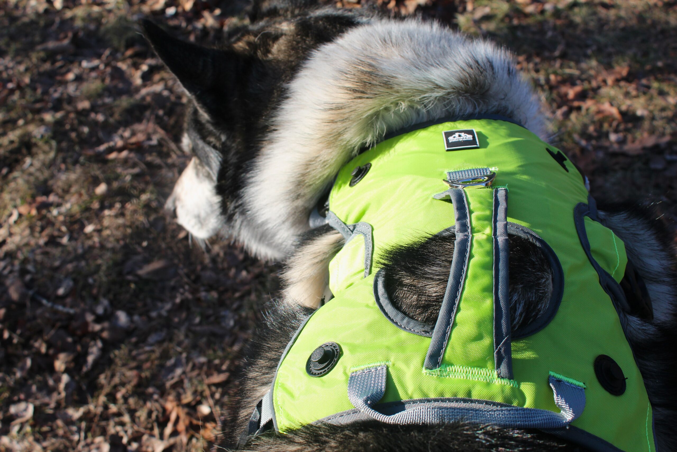 The AlphaPak Adventurer with the saddlebags takes off and on a dog