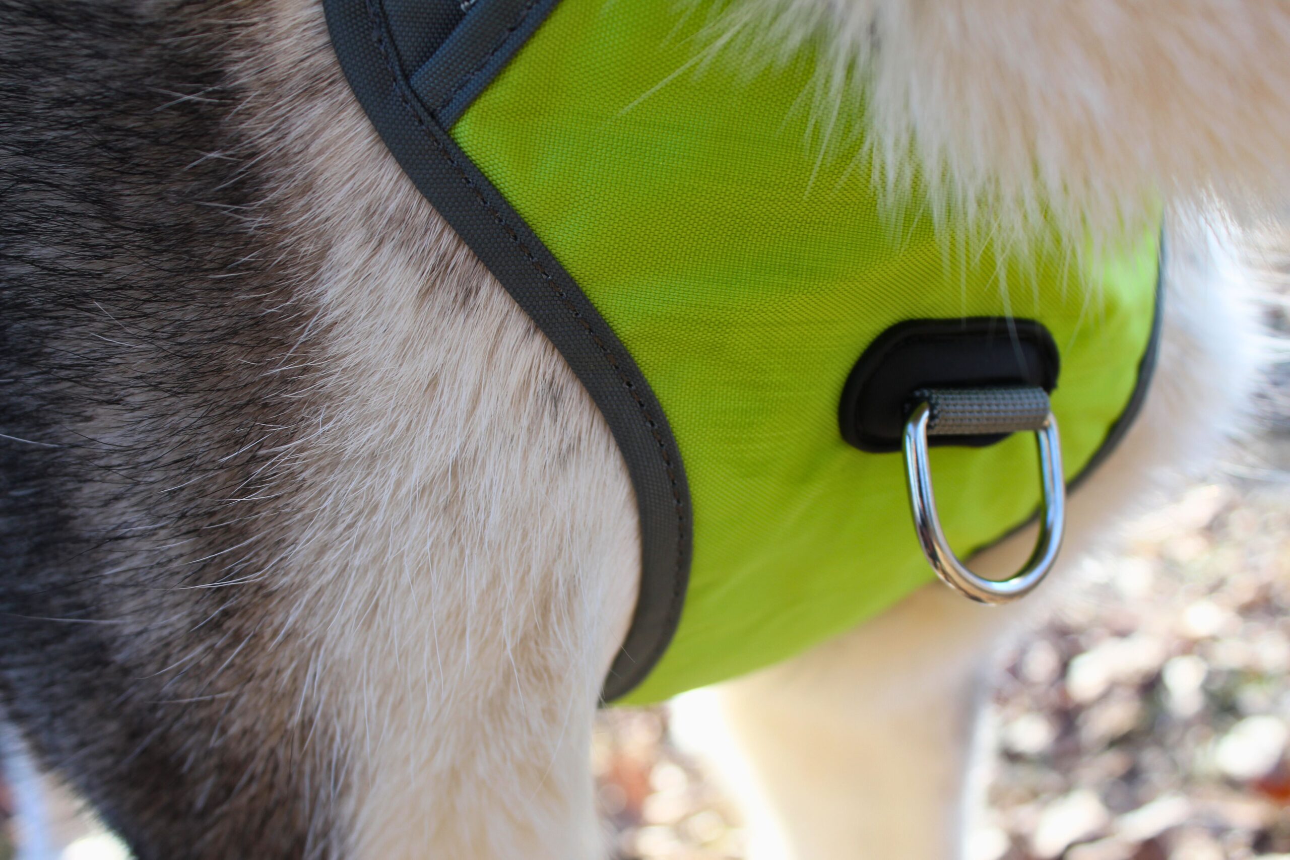 Close up of the front clip on the AlphaPak Adventurer dog harness