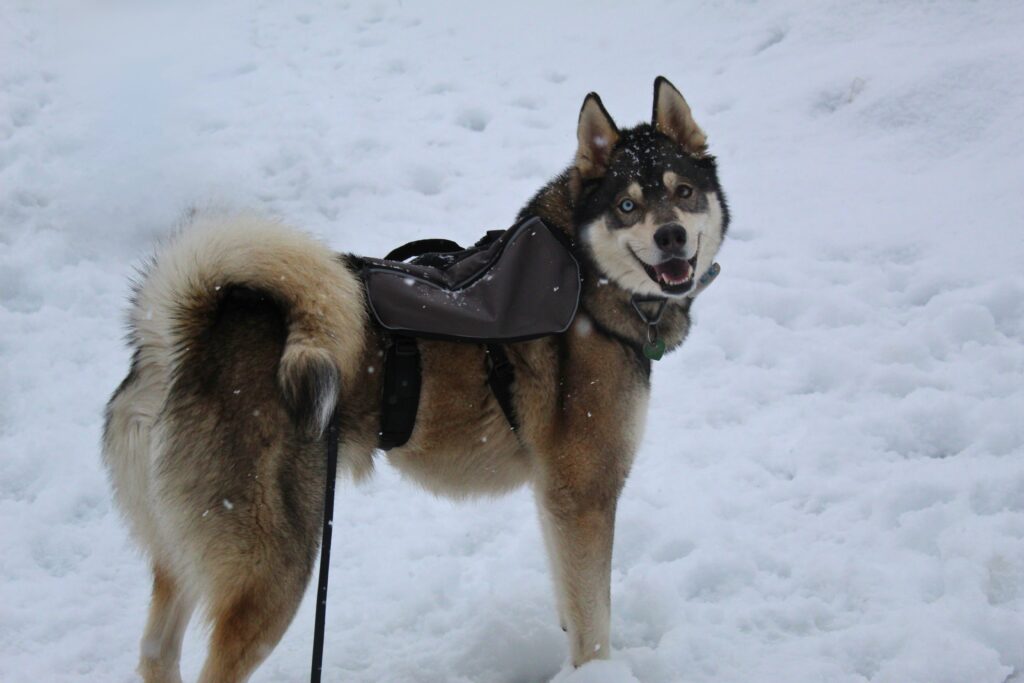 Husky wearing the Terrain Dog Lightweight Adventure Pack in the snow