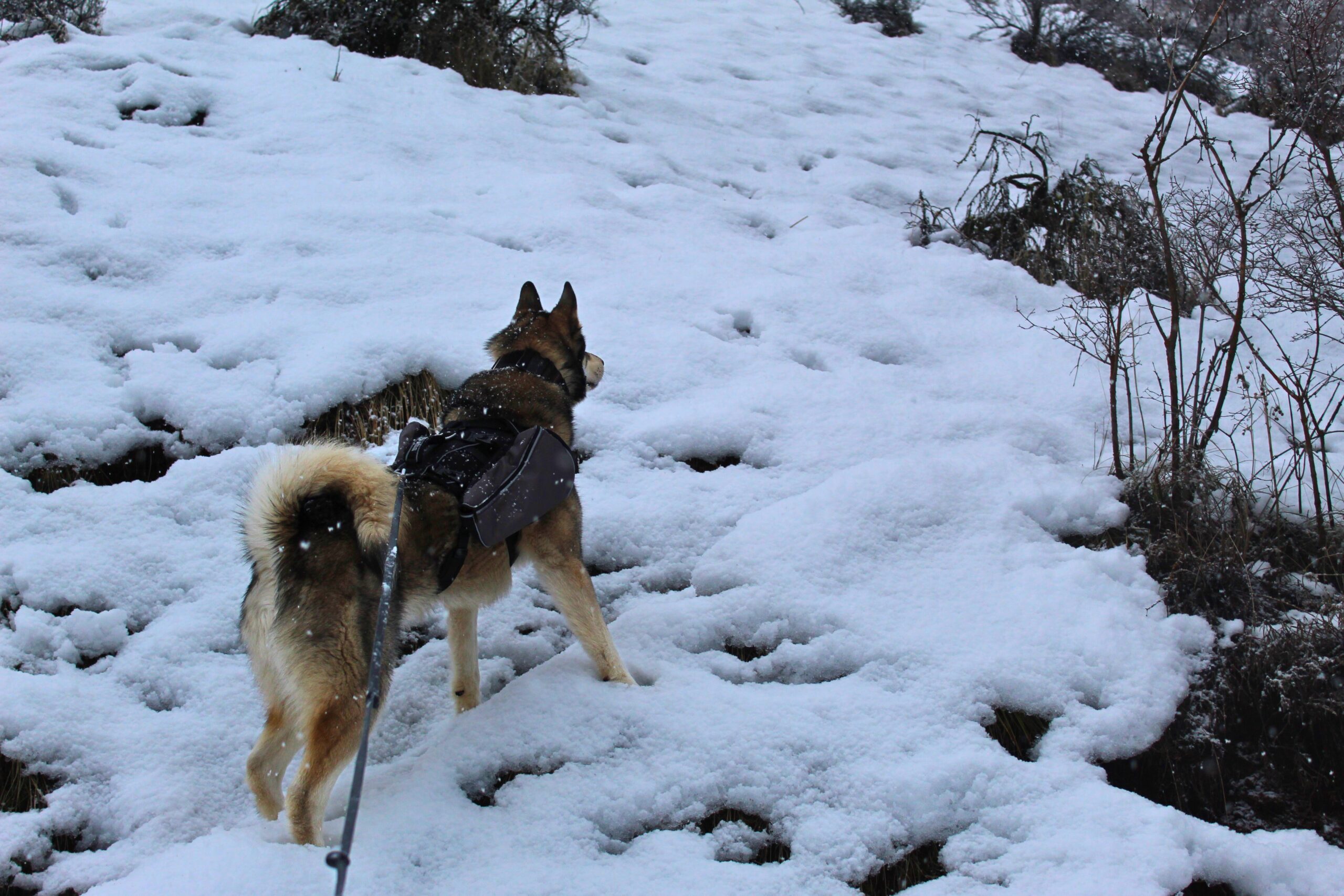 A husky wearing the Terrain Dog Lightweight Adventure Pack in the snow