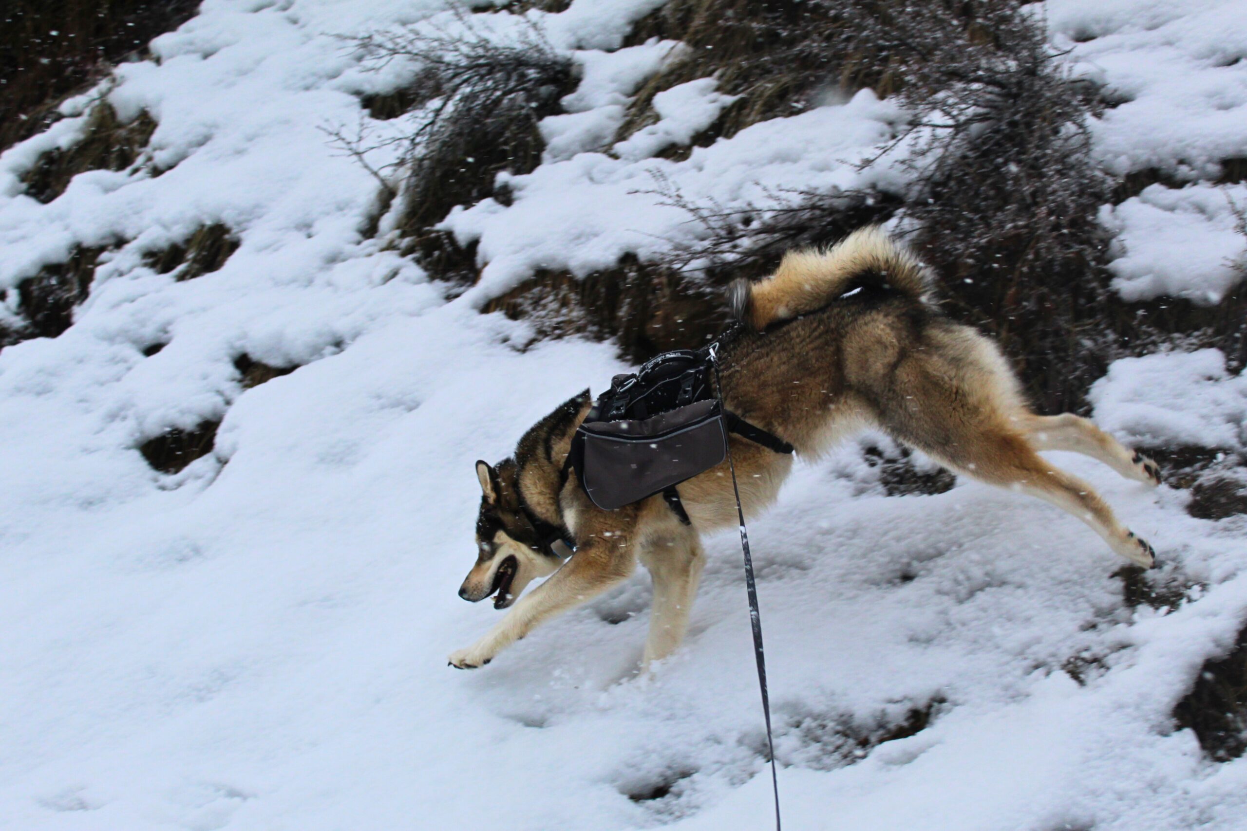 Husky running through the snow wearing the Terrain Dog Lightweight Adventure Pack