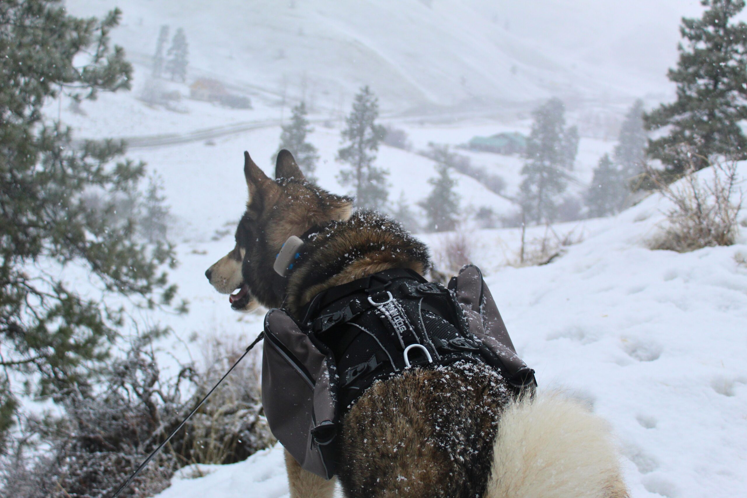 Husky wearing the Terrain Dog Lightweight Adventure Pack in the snow