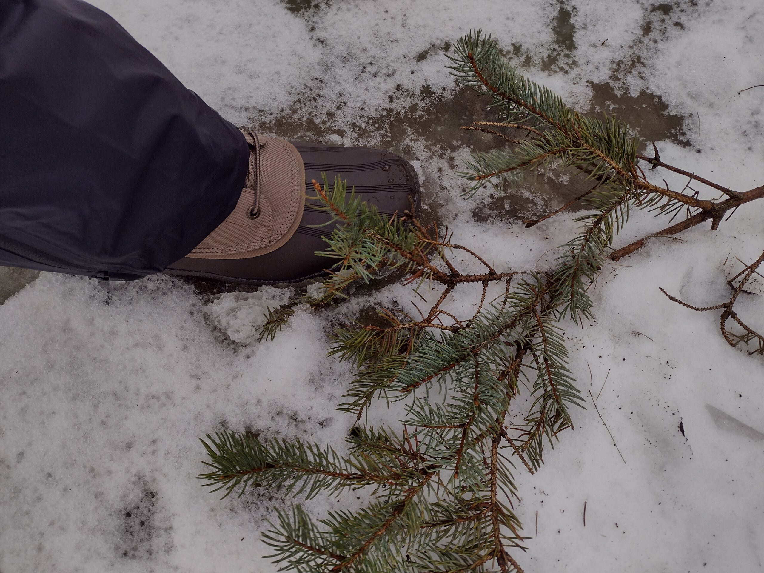 Ground level view of someone wearing the brown Sperry Cold Bay Chukka on a snowy trail.