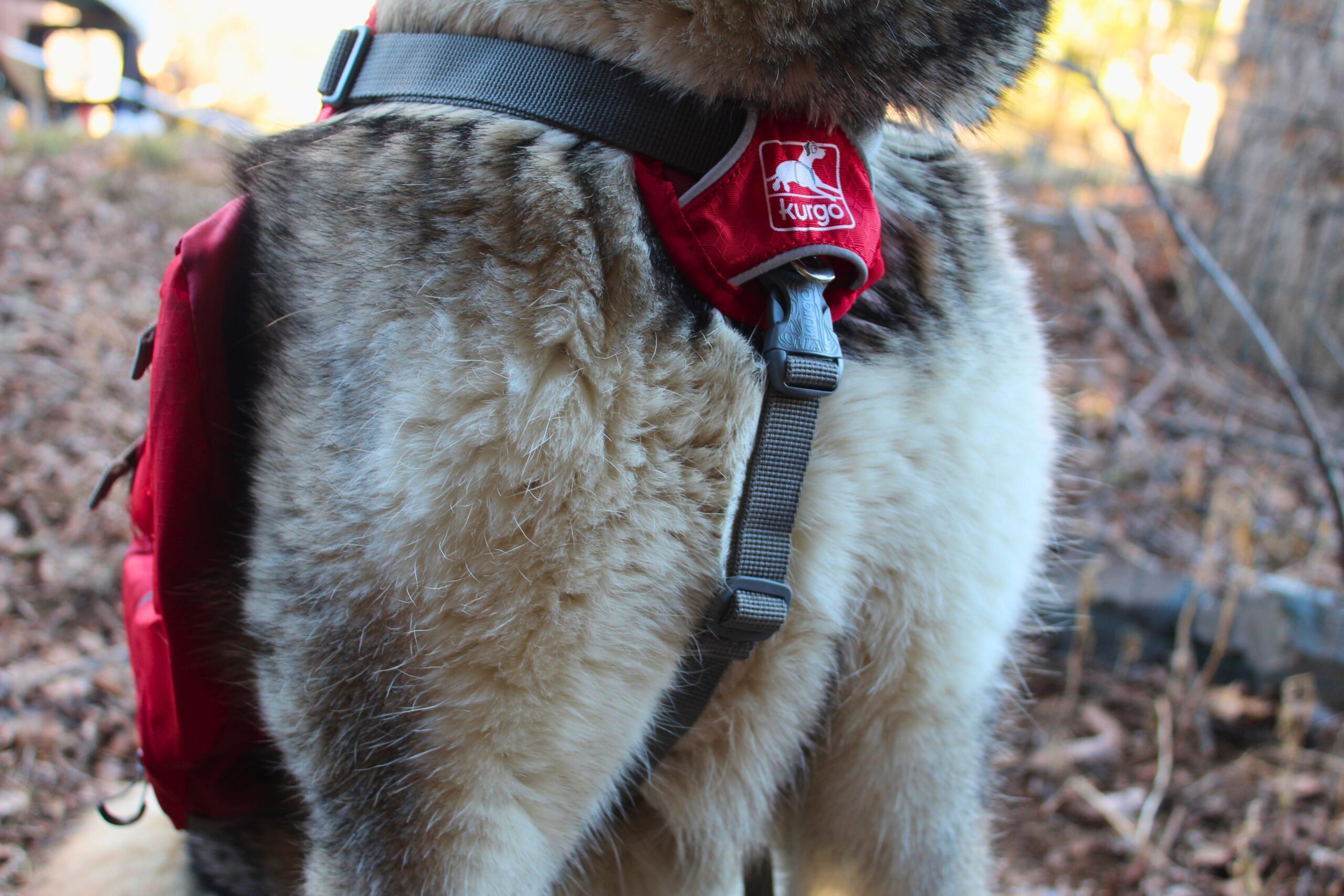 Showing the front buckle on the Kurgo Baxter