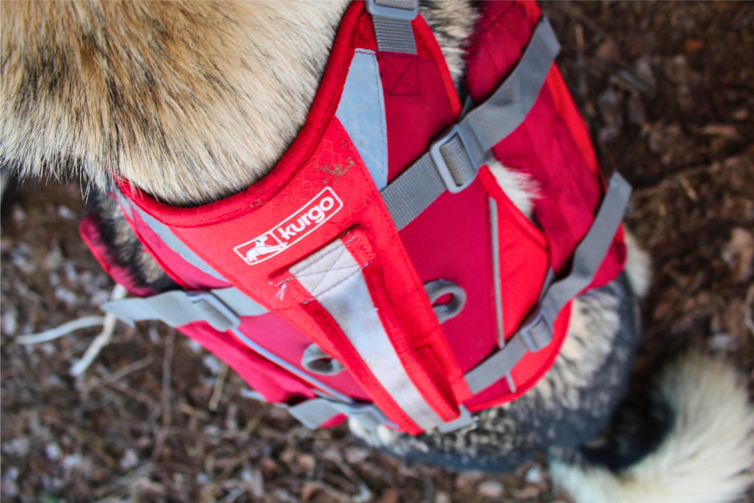 Top of the Kurgo Baxter dog backpack