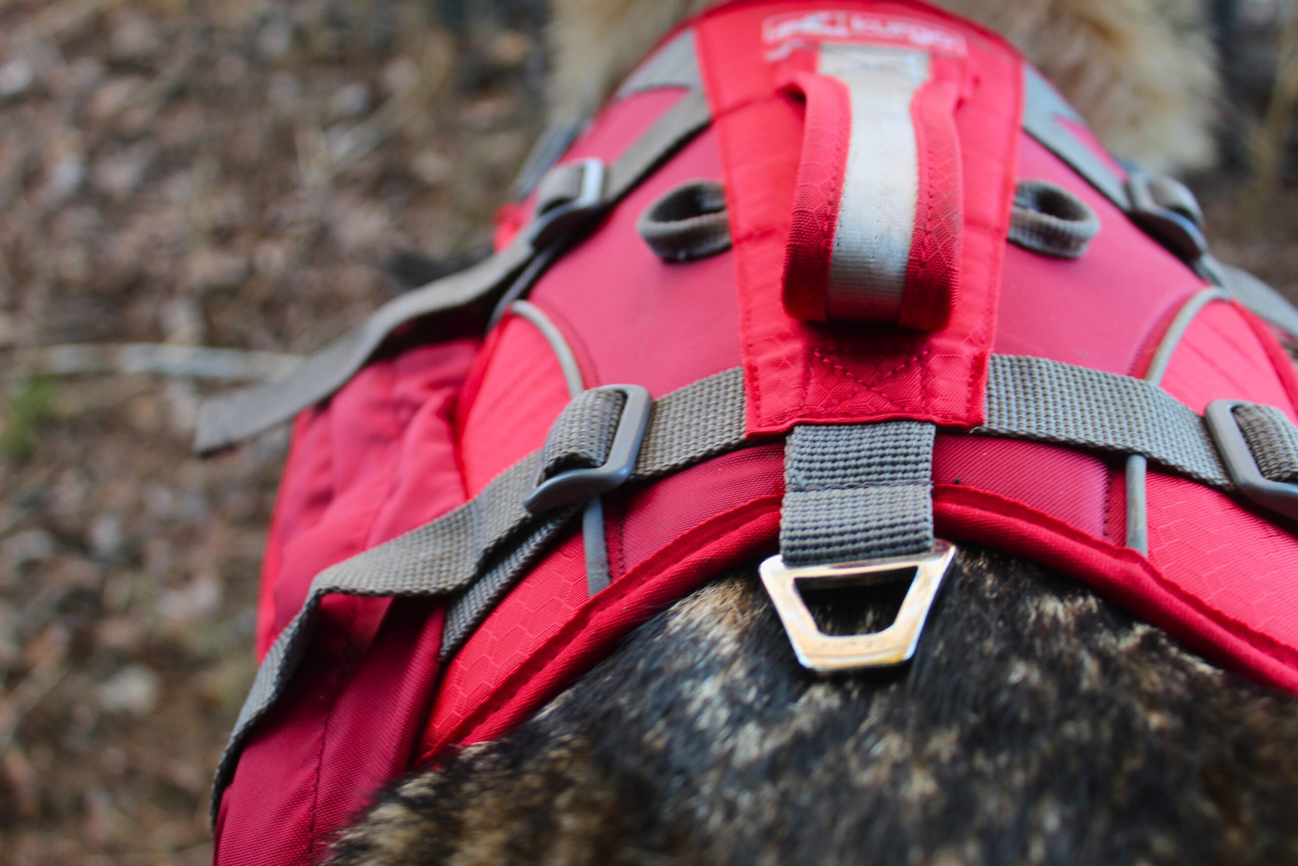 The Kurgo Baxter backpack has a metal d-ring on the back of the harness portion
