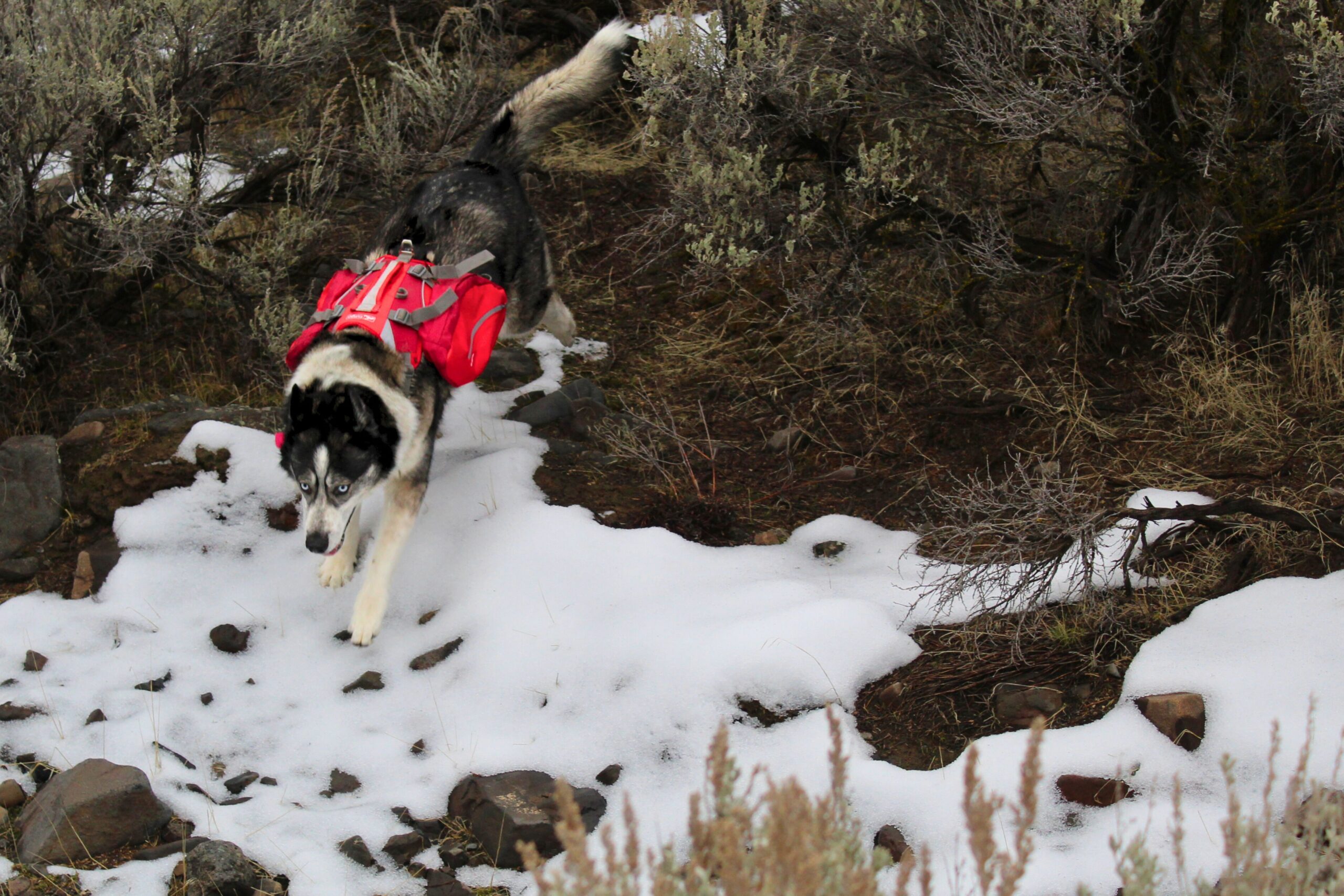 a dog jumping down onto some snow while wearing a kurgo baxter dog pack