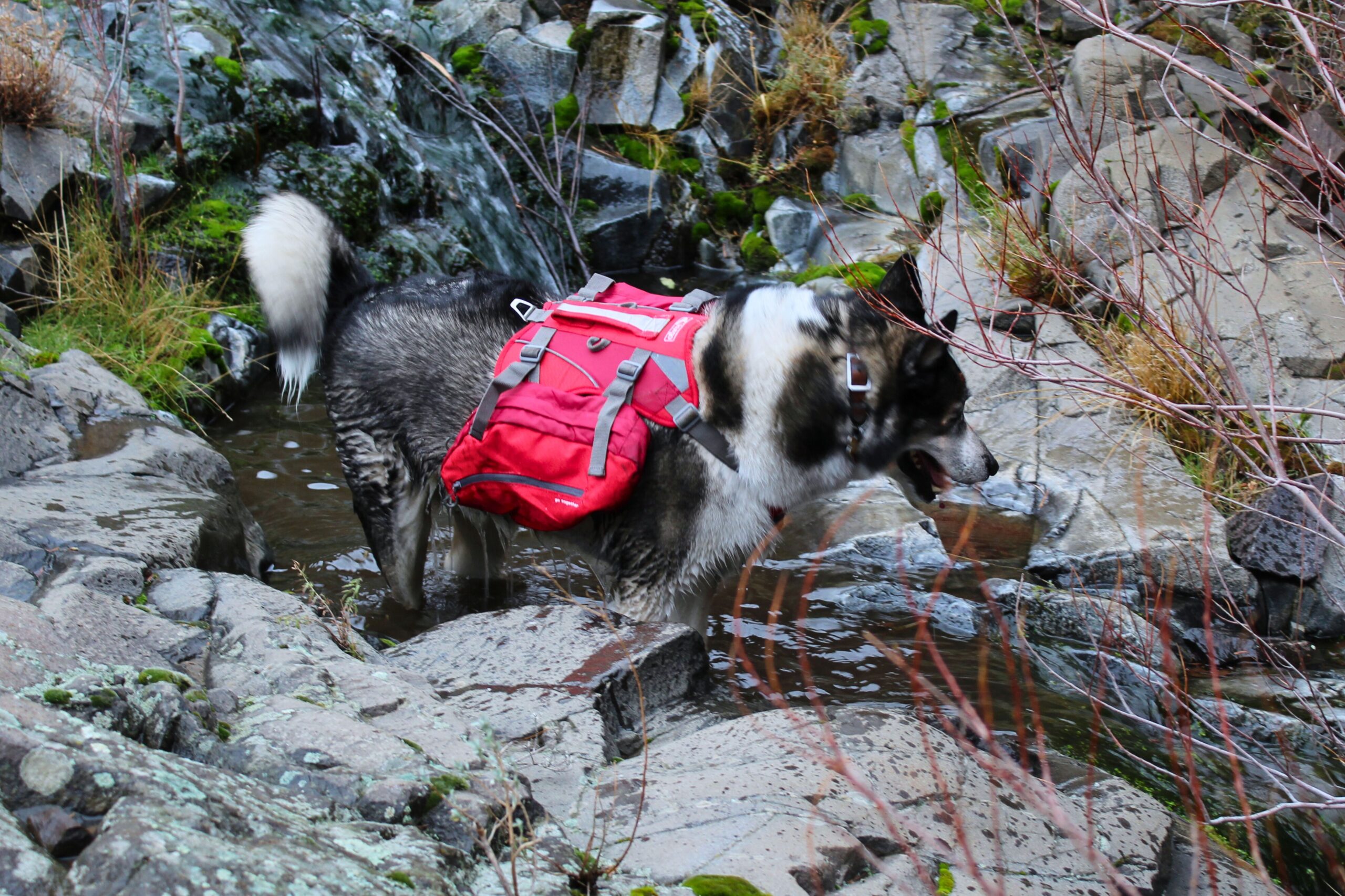 a dog wading in a creek while wearing a kurgo baxter dog pack