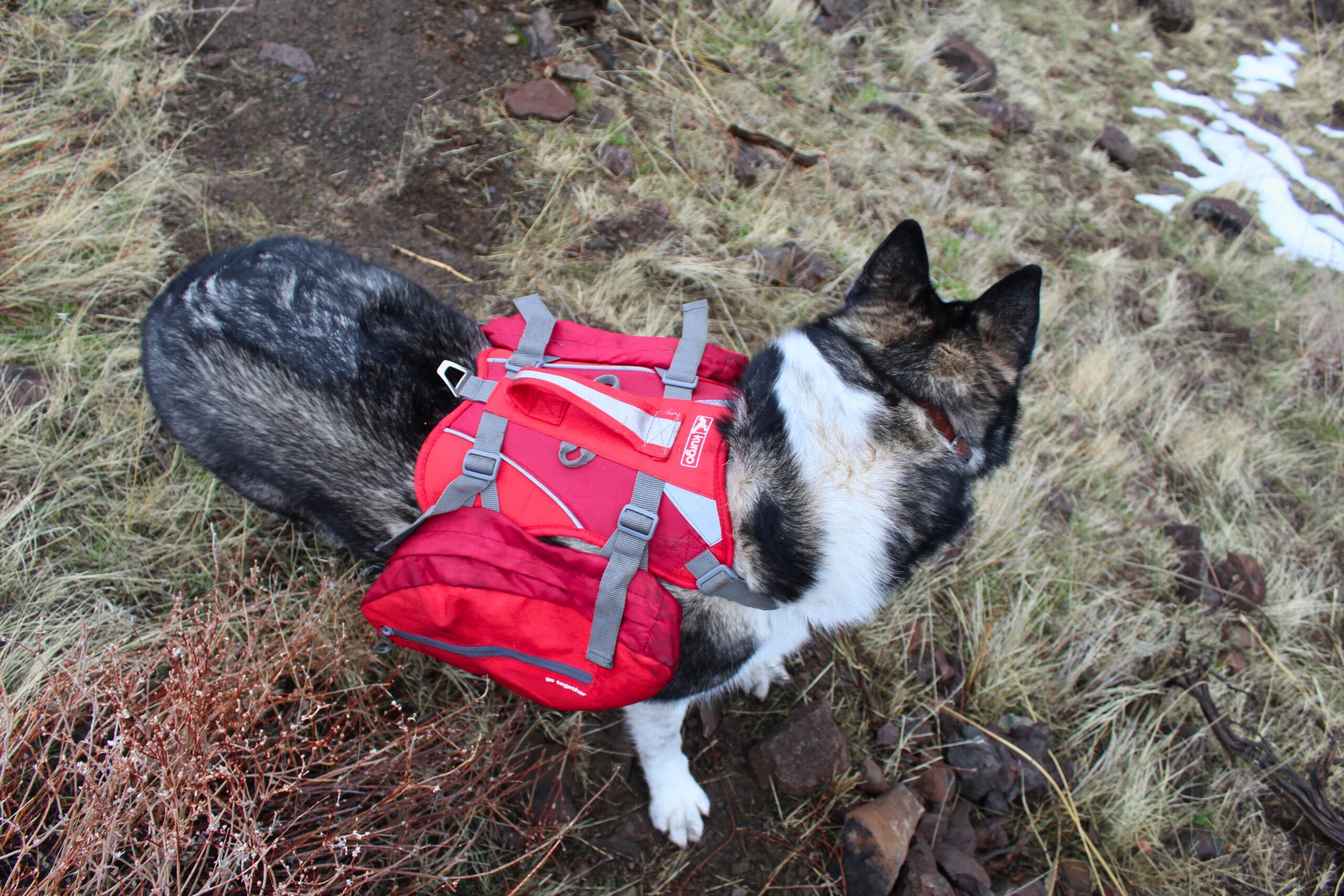 a view of the top of a dog wearing the kurgo baxter dog pack