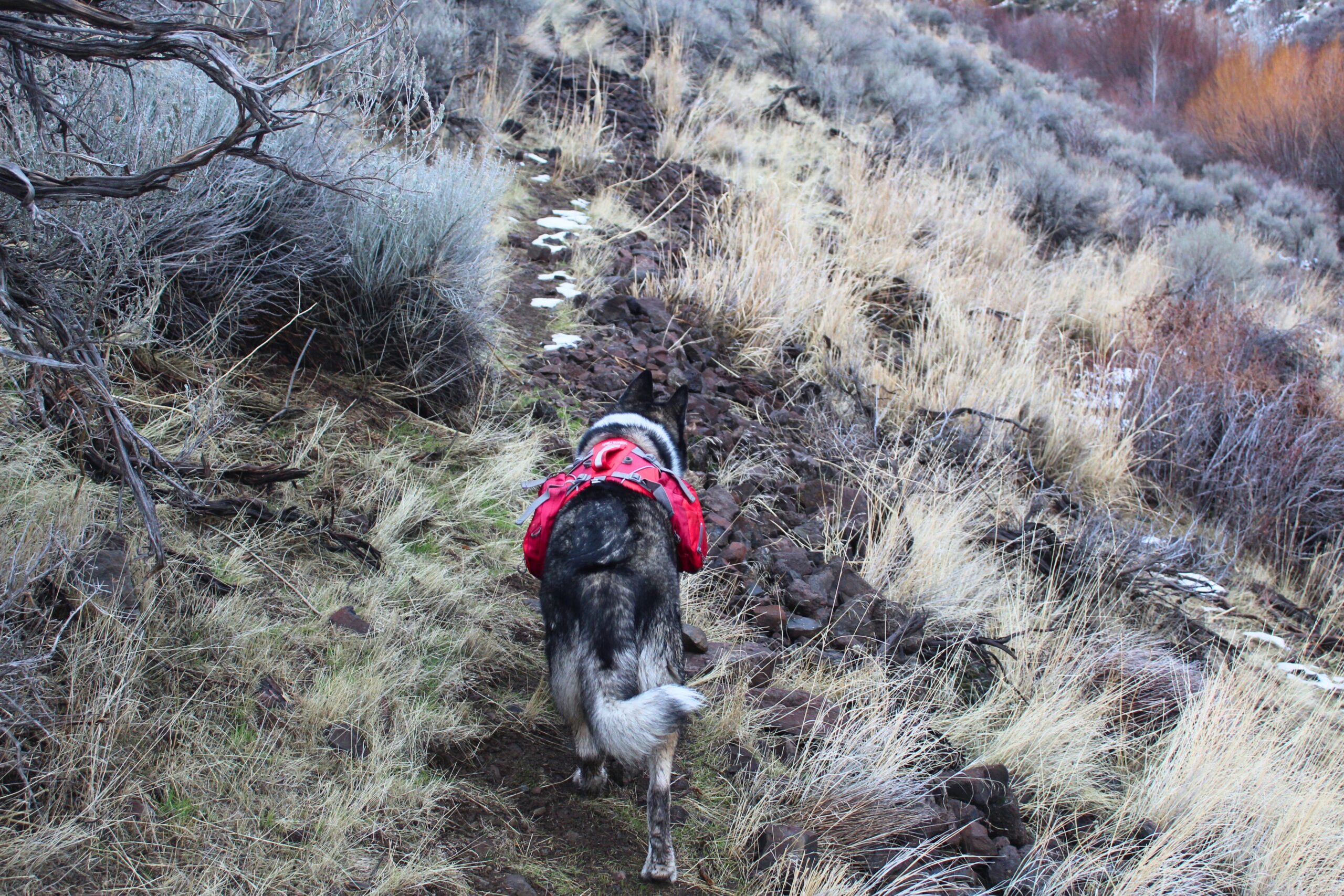 a dog walking on a wet and snow high desert trail while wearing the kurgo baxter