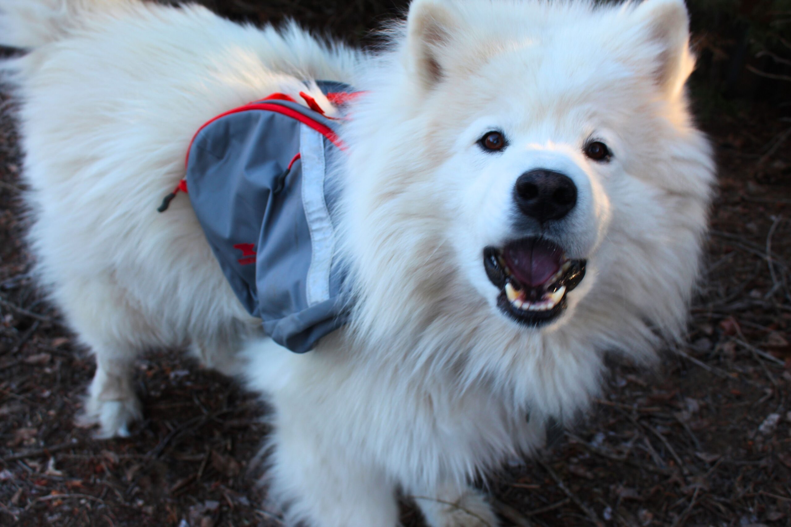 A Samoyed wearing the Mountainsmith K9 Dog Backpack