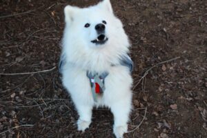 A Samoyed wearing the Mountainsmith K9 Dog Backpack