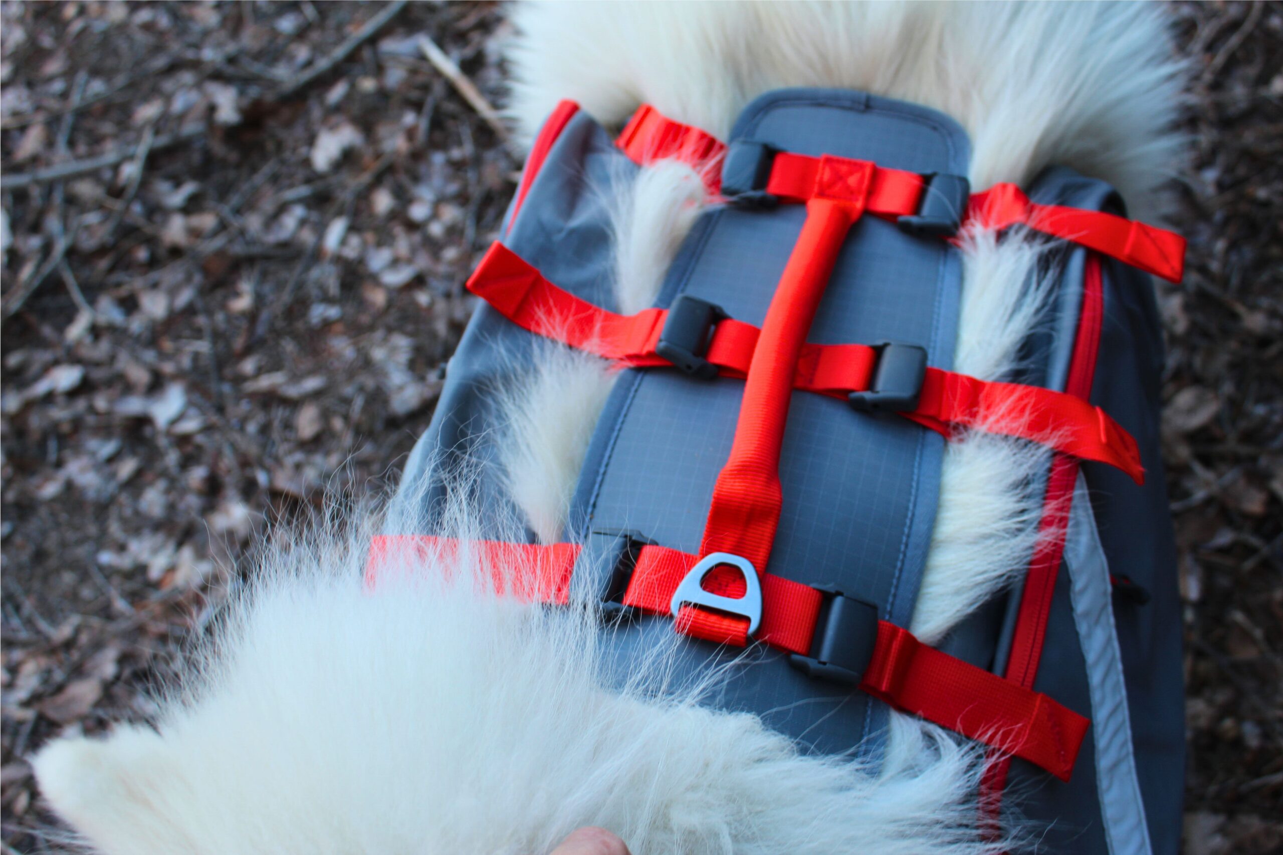 A Samoyed wearing the Mountainsmith K9 Dog Backpack focusing on the top of the harness with the six adjustable points and the d-ring