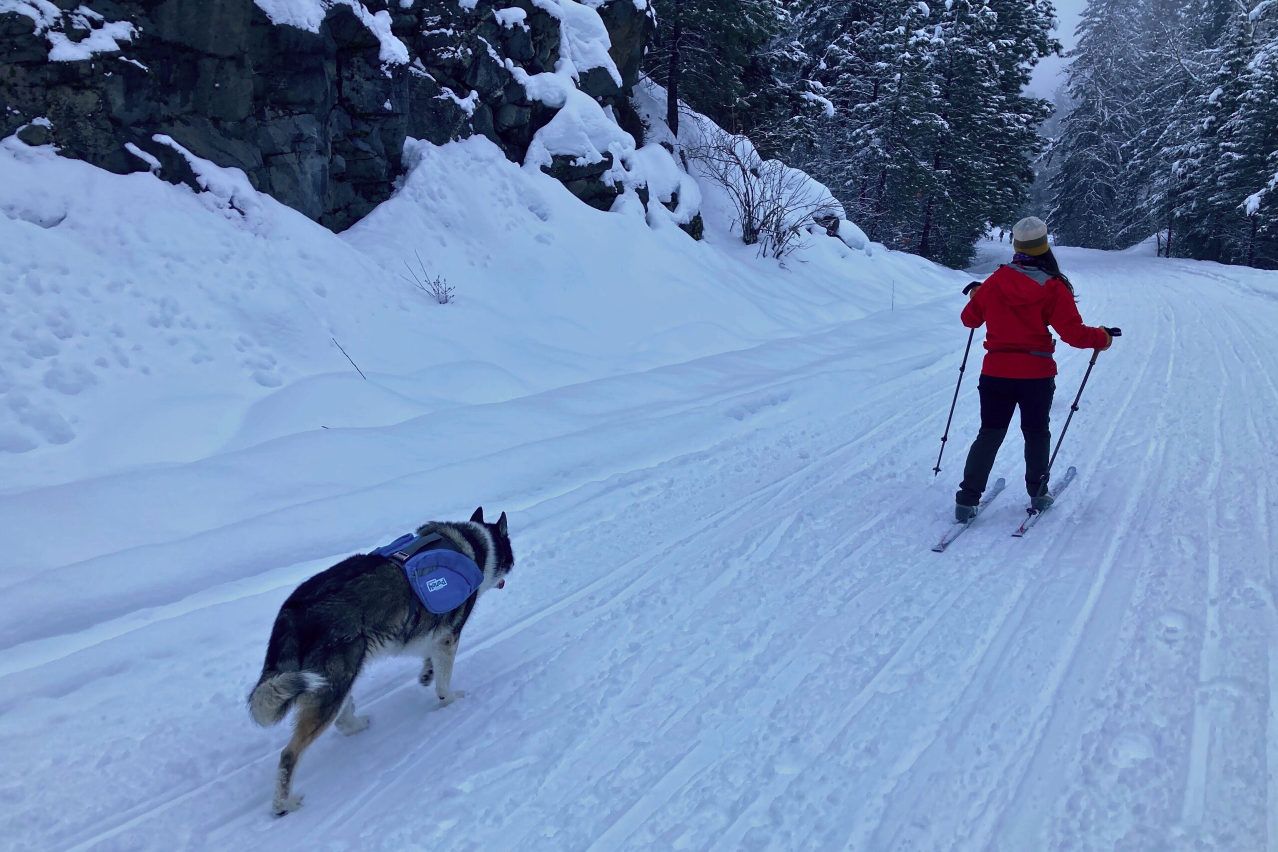 A husky following a cross country skier while wearing an Outward Hound DayPak