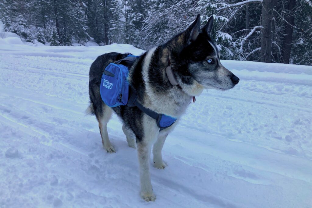 A husky wearing the Outward Hound DayPak in the snow