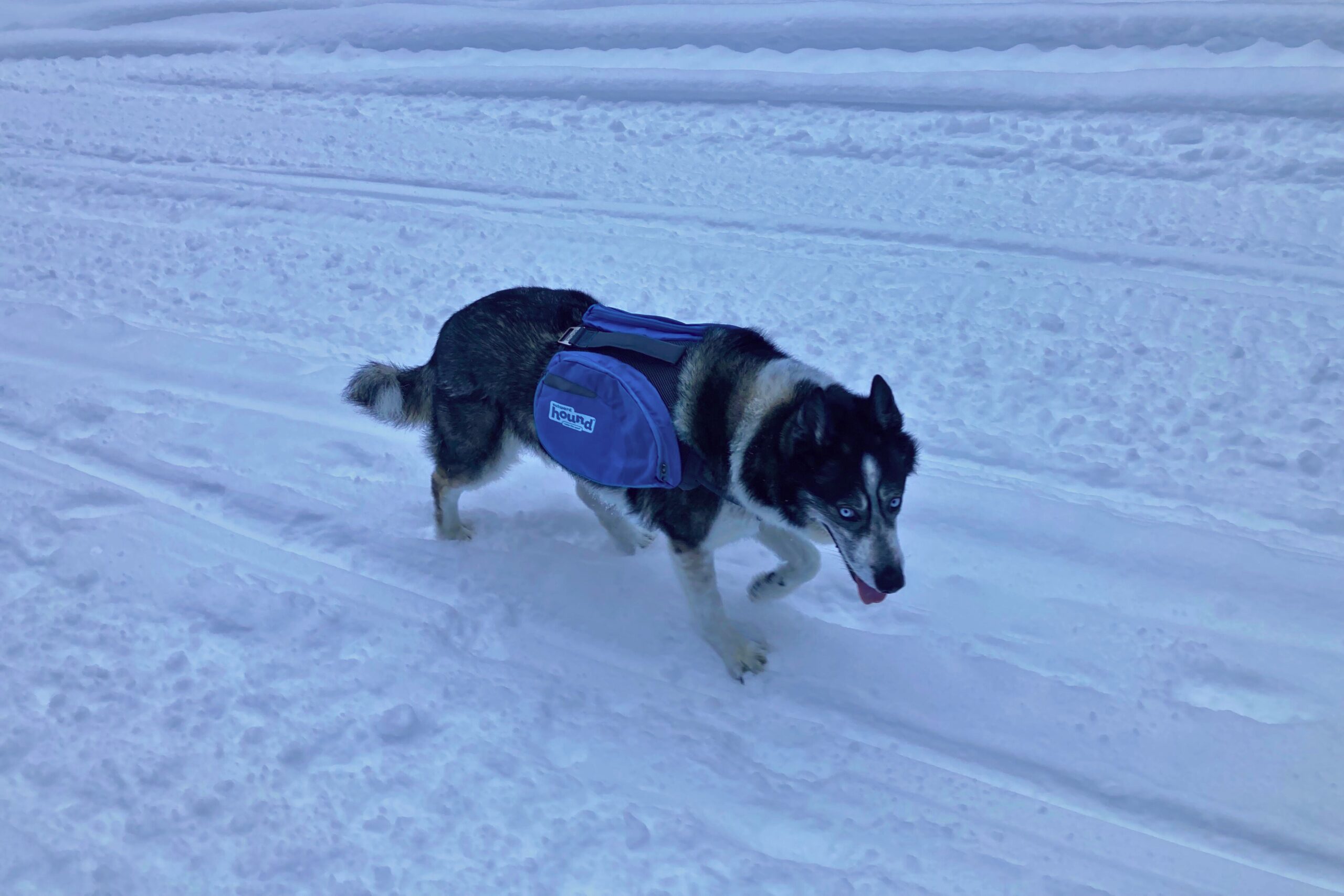 A husky wearing the Outward Hound DayPak in the snow