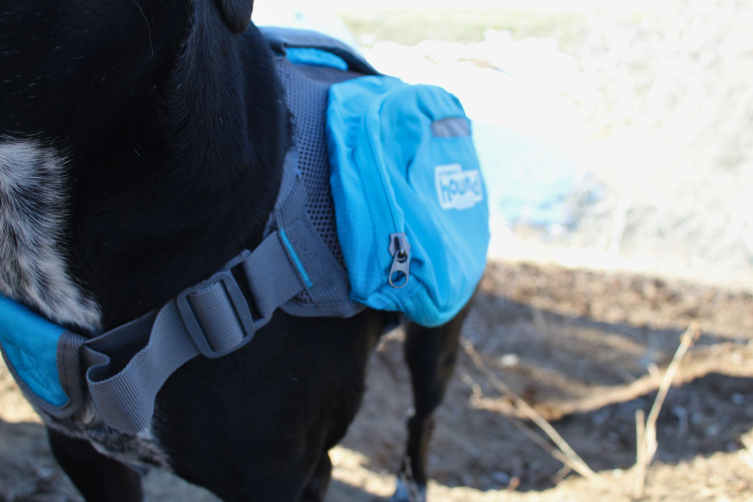 Close up of the front adjustment point on the Outward Hound DayPak