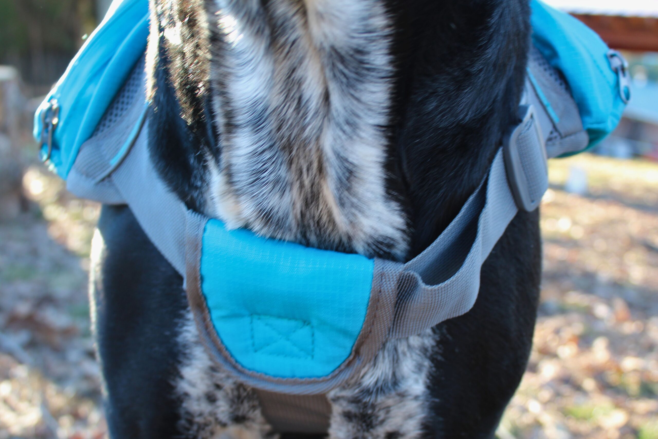 The front panel of the Outward Hound DayPak while it is one a dog