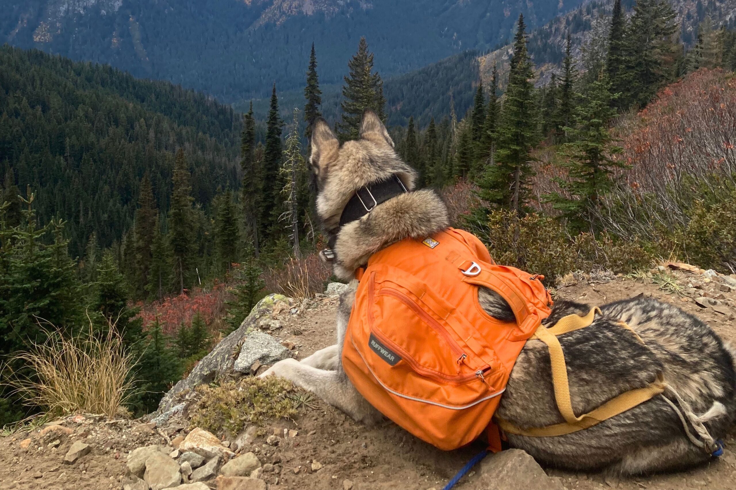Husky wearing the Ruffwear Approach overlooking a mountain valley