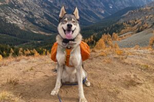 Husky wearing the Ruffwear Approach overlooking a mountain valley