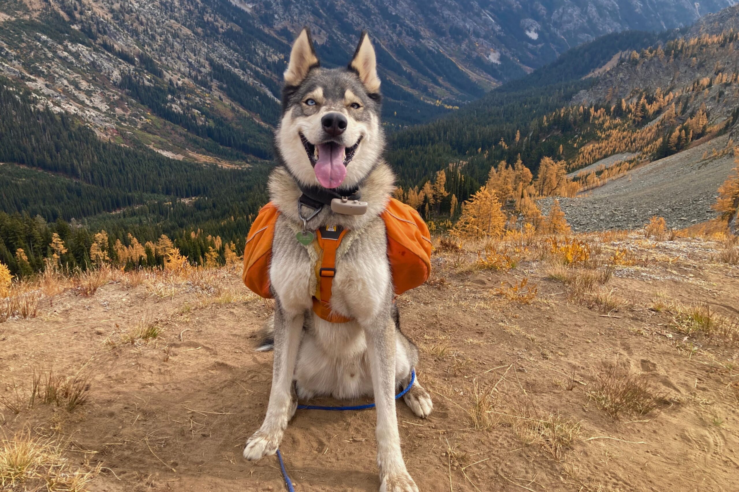 Husky wearing the Ruffwear Approach overlooking a mountain valley