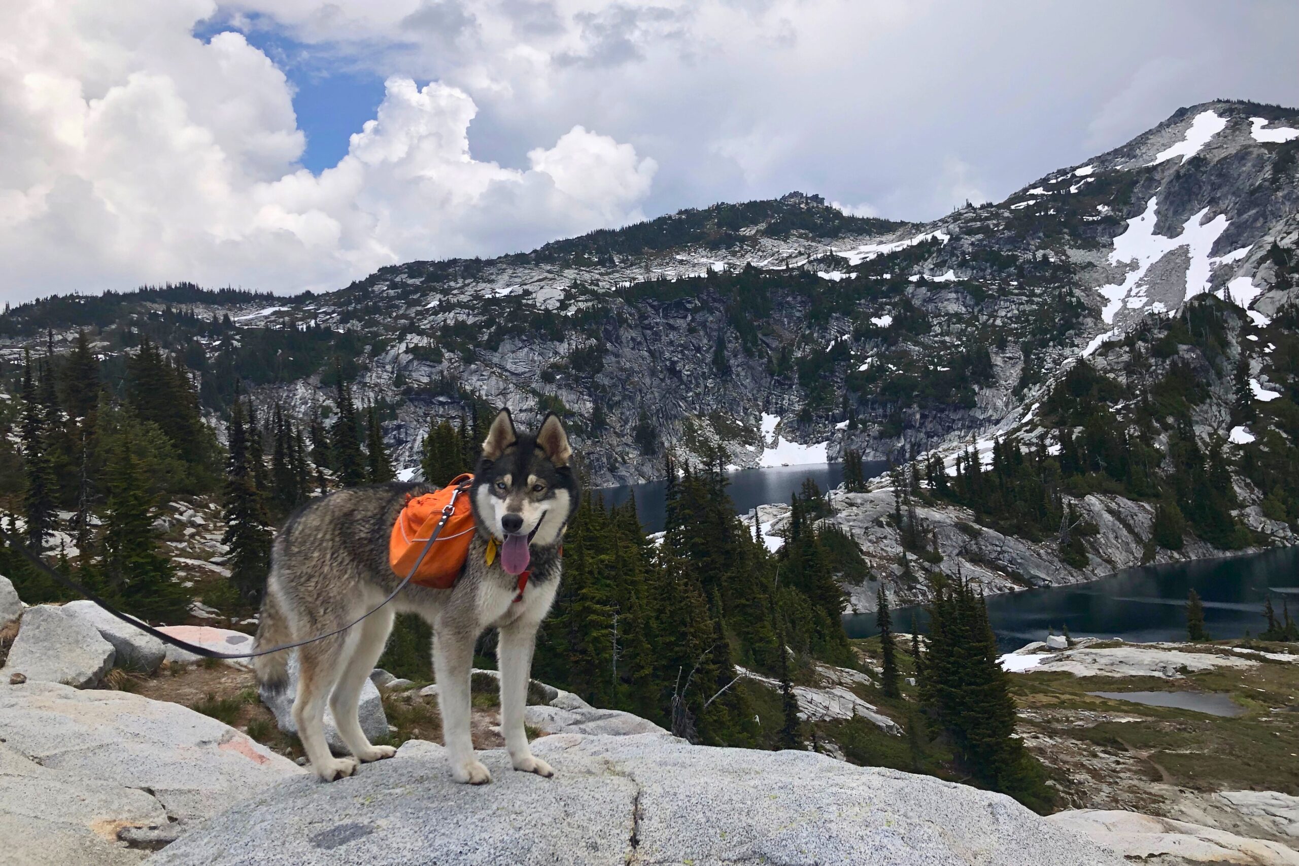 Husky wearing the Ruffwear Approach overlooking a mountain valley