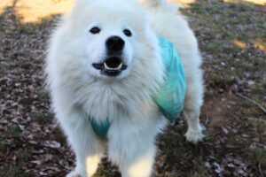 Samoyed wearing the Ruffwear Front Range Day Pack